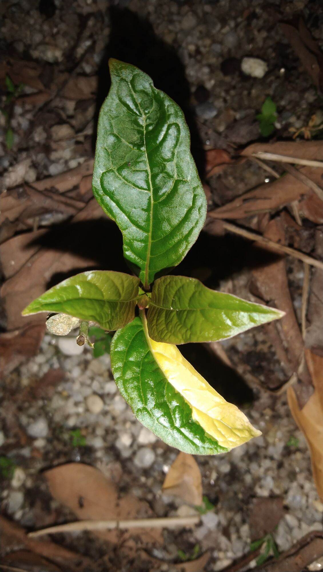 กระท่อมด่างเหลือง ราคา 2,000 บาท*ส่งฟรี