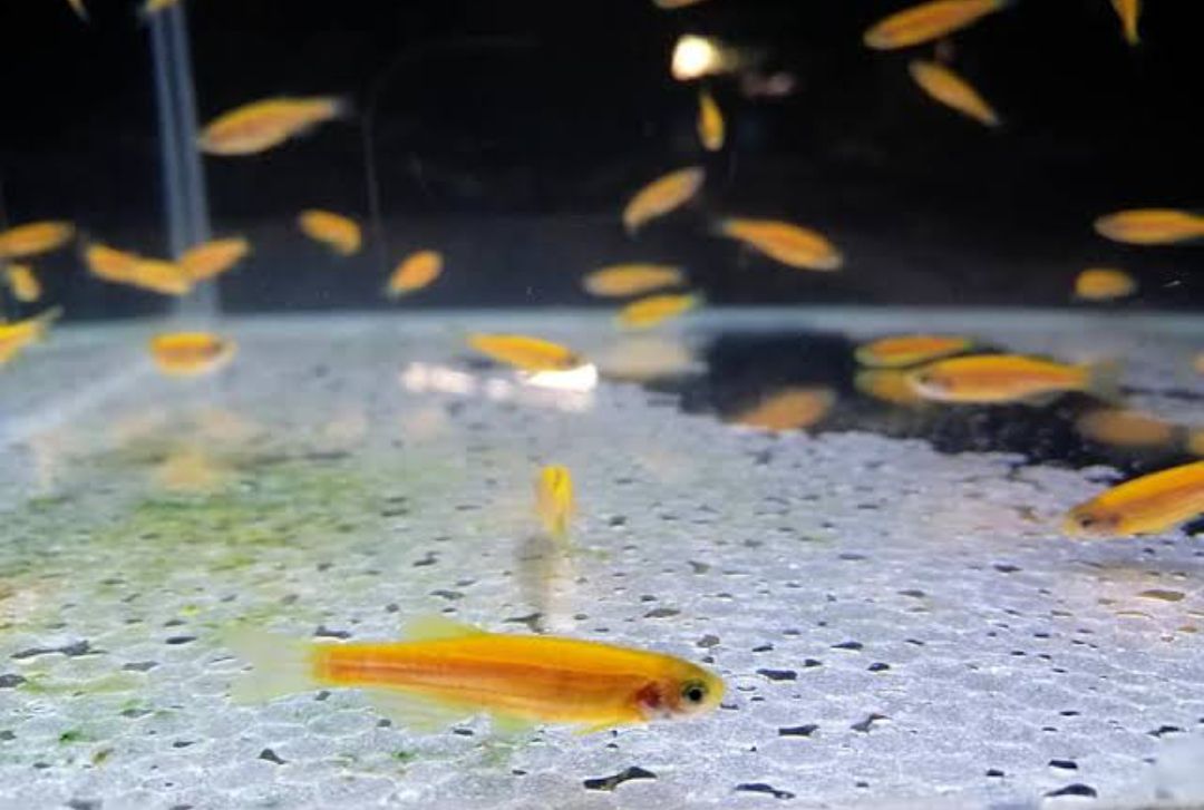 ม้าเหลือง ปลา-ม้าเรื่องแสงสีเหลือง5ตัว พร้อมส่ง มีประกันสินค้า by AquaticGo