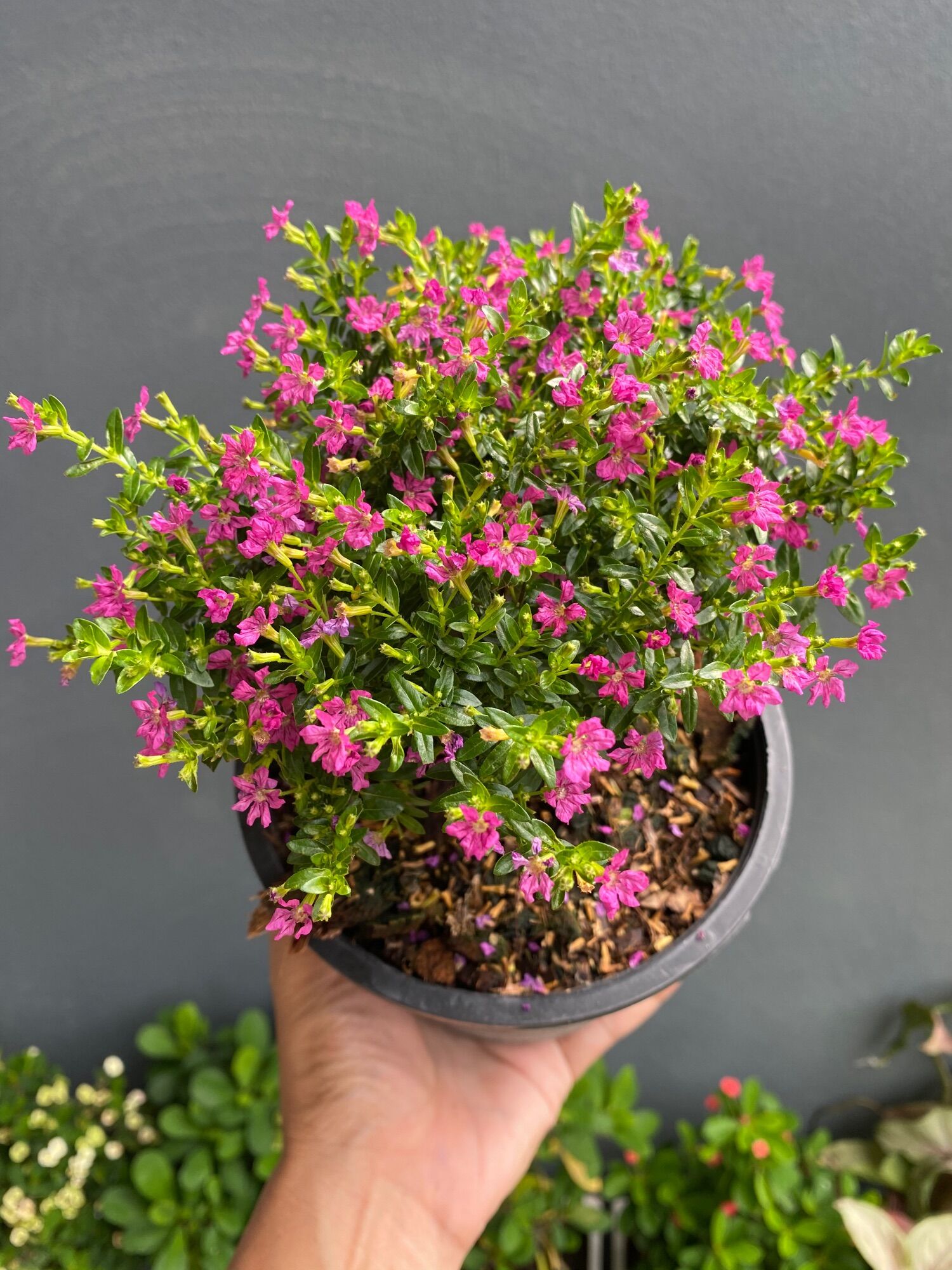 S4b0205f056394346a523e6721c26fa83d Jpg