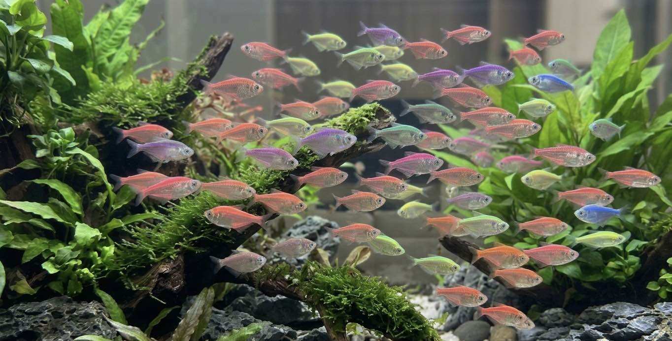 Cabinet Decoration Equipment, Etc. Rainbow Set of 3 Pieces (Special Offer: Buy 3, Get 1 Free) Beautifully Decorates Your Aquarium. a Decorative Aid That Beautifully Designs Your Tank to Look Natural. ราคา 144 บาท*ส่งฟรี