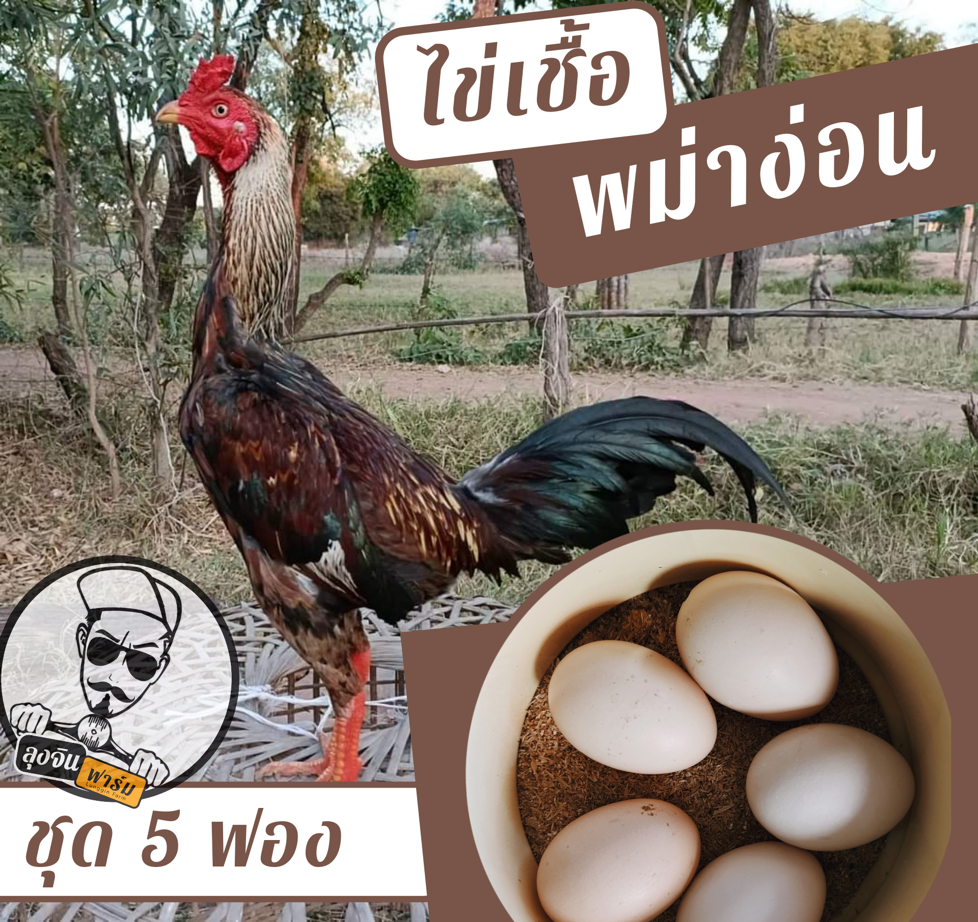 ขายไข่ไก่ชน ราคาถูก ซื้อออนไลน์ที่ - ก.ค. 2023 | Lazada.Co.Th