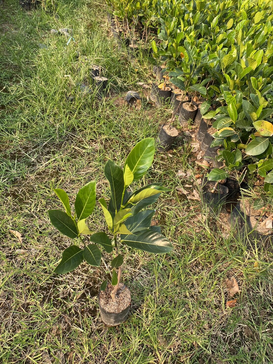 All Species of the Sugar Palm Tree (Grafted Tree, Attached Inside Within 1 Year) (Height 60-100 cm) Beautiful Tree, Cheap Price ราคา 129 บาท*ส่งฟรี