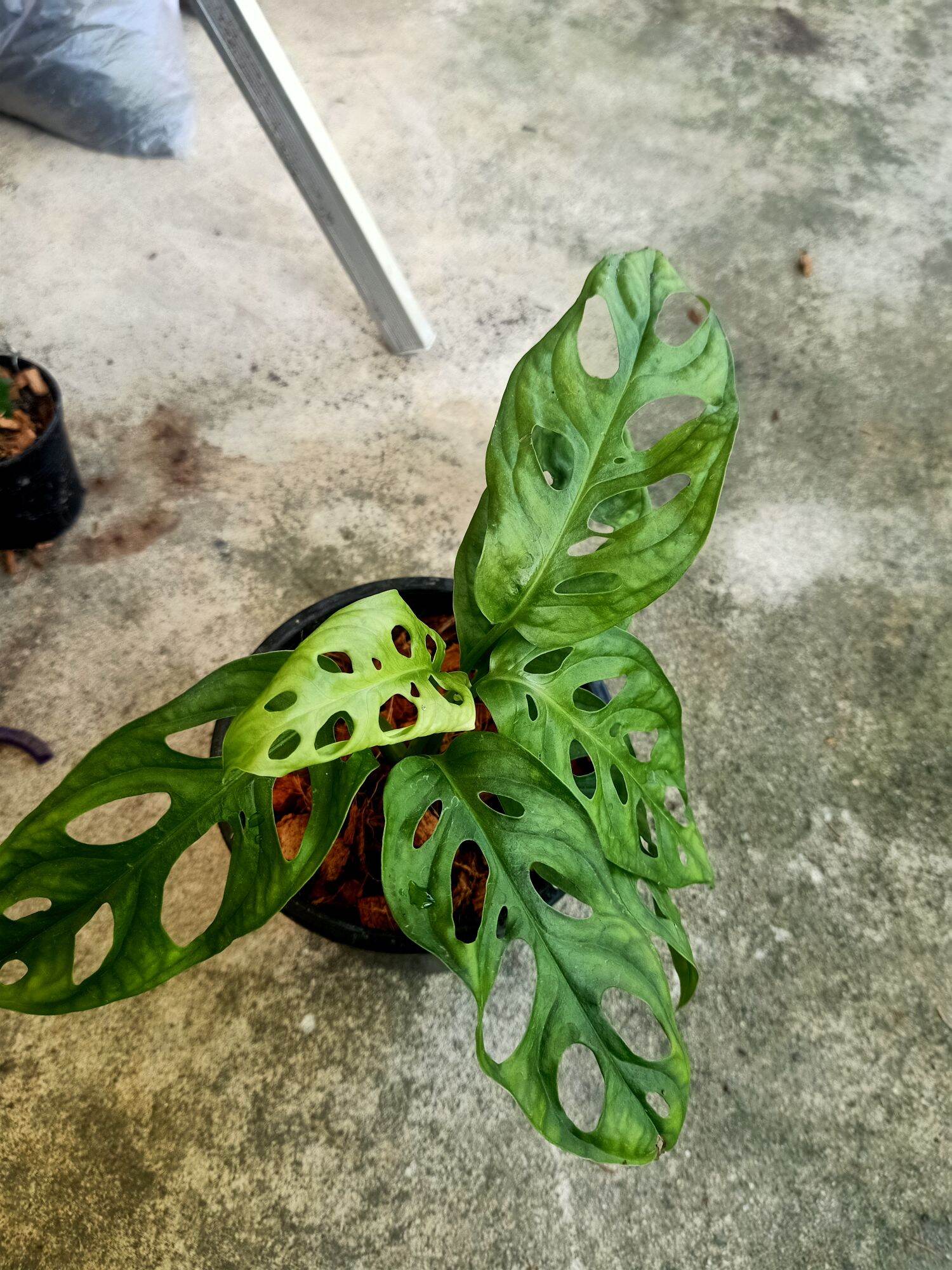 ต้นพลูฉลุ​  ​(Monstera Obliqua) กระถาง 5นิ้ว