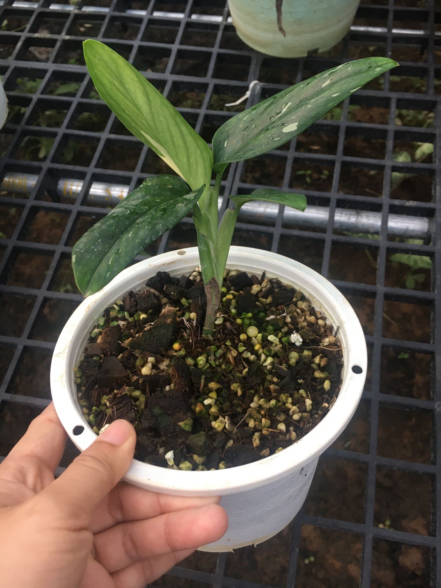 The Enchanting Variegated Monstera Standleyana: A Botanical Wonder