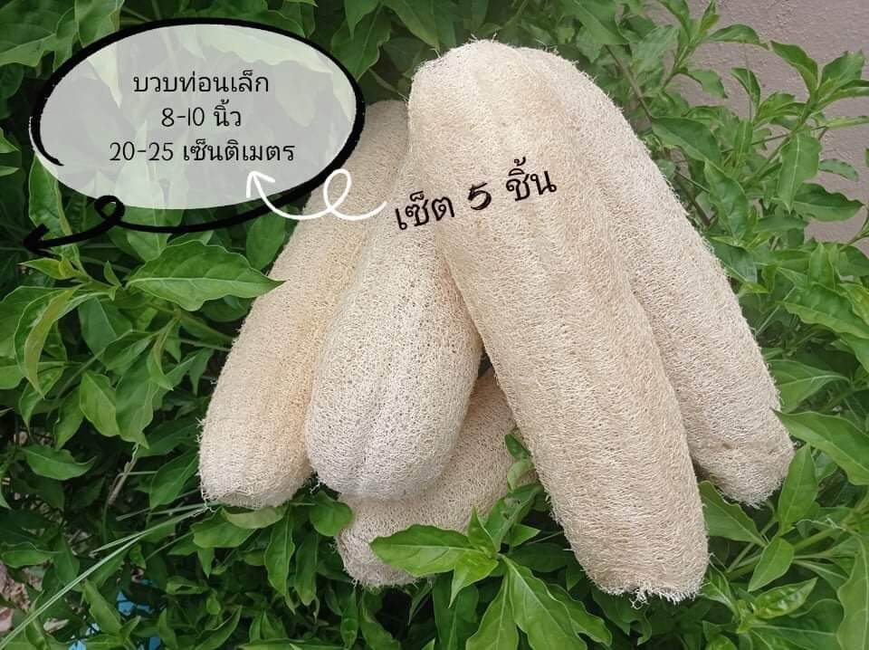 🍀ใยบวบ 5 ชิ้น สุดคุ้ม!! ขนาด 20-25 เซนติเมตร 🍀 ใยบวบขัดผิว ใยบวบอาบน้ำ ใยบวบธรมมชาติ