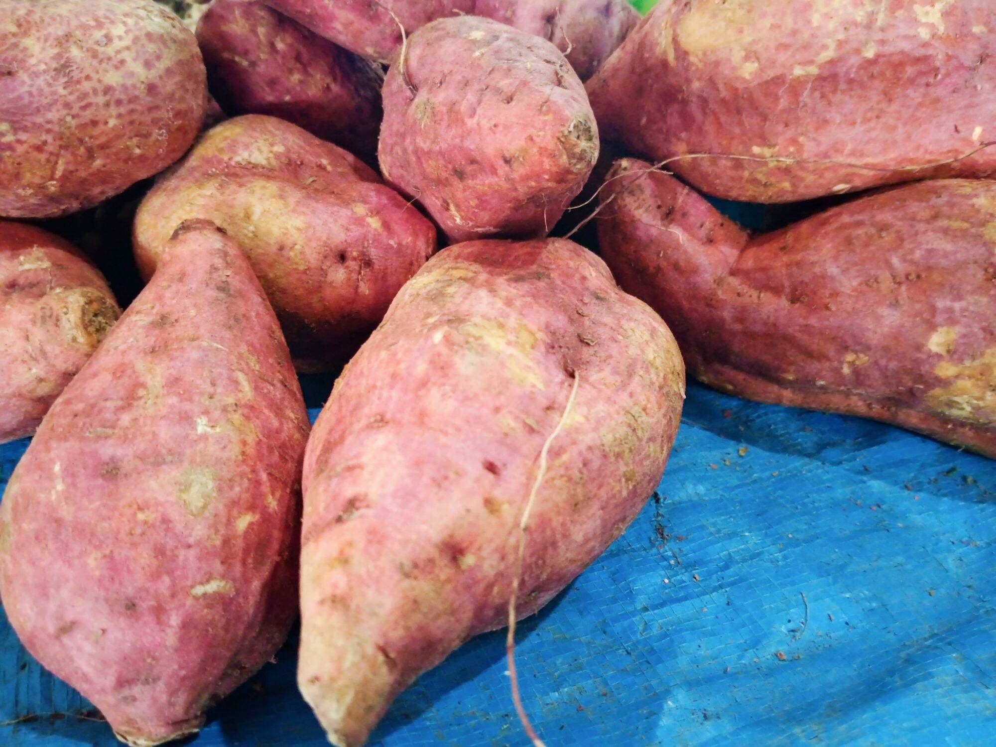 มันวานส้ม (sweet potato orange) Lazada.co.th