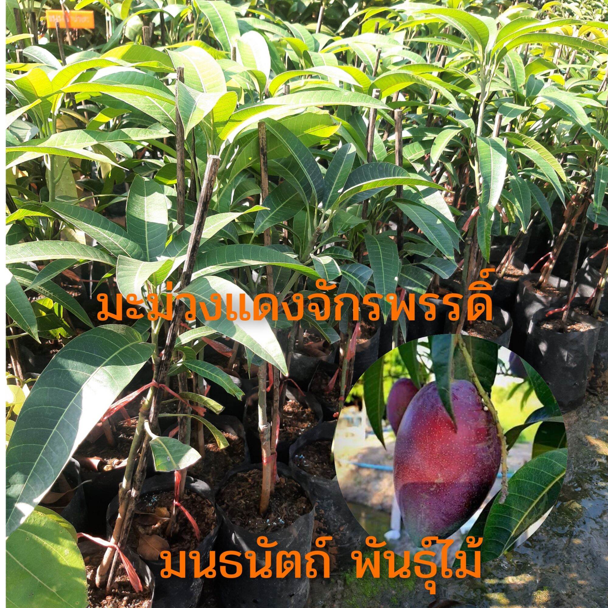 My Image 45