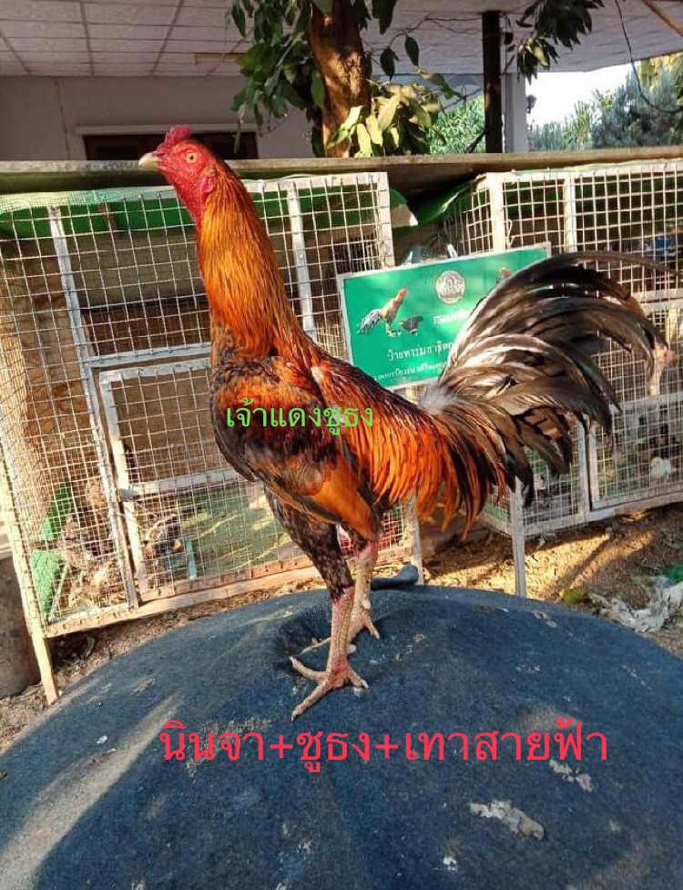 ไข่เชื้อไก่ชนพม่าลำวงสายเลือดเงินล้าน ชุดละ 3 ฟอง ไข่สดเก็บไข่ทุกวัน