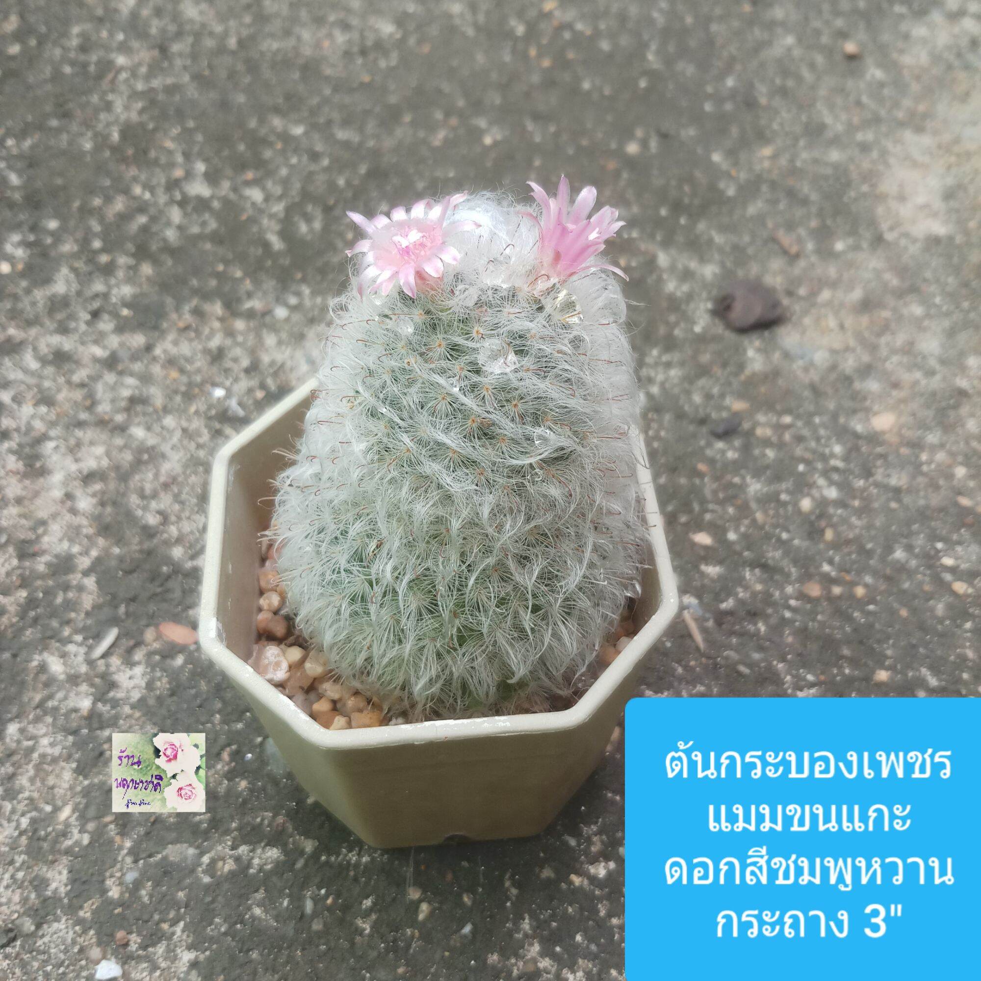 ต้นกระบองเพชรขนแกะ แมมขนแกะ ดอกสีชมพูหวาน Mam Cactus กระถางหกเหลี่ยม 3 ...