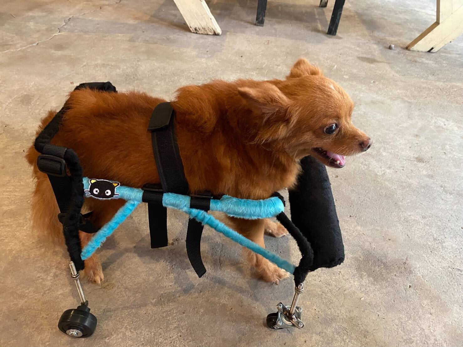 วีลแชร์สุนัข อ่อนแรง4ขา ขนาดไซส์ S. สัตว์เลี้ยง รถเข็น wheelchair dog สำหรับ**ติดต่อร้านค้าก่อนสั่งซื้อ**