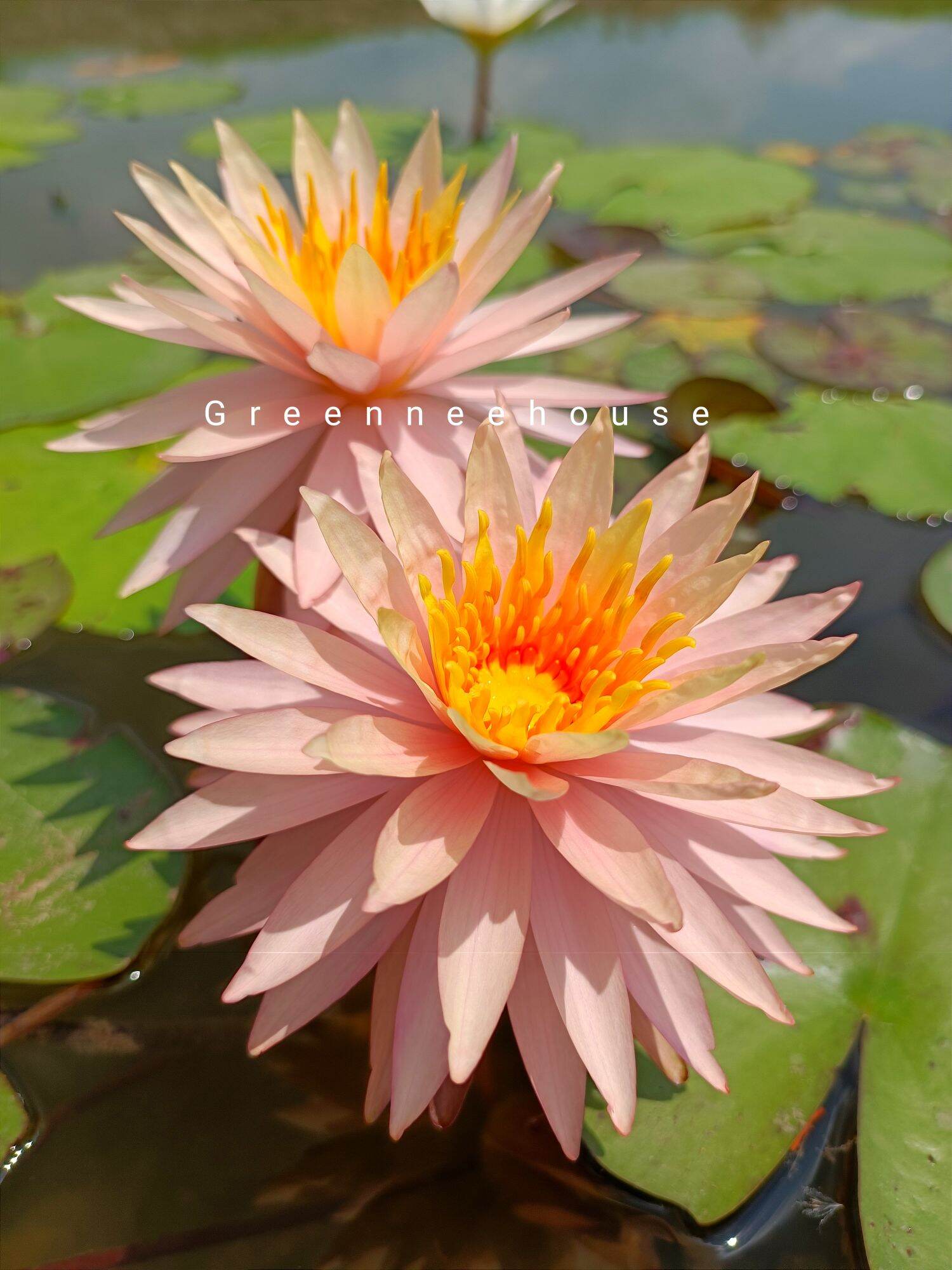 The Name of the Lotus Flower Is "Natural Medicine" and Its Flowers Are Stacked in a Beautiful, Bright Orange Color. ราคา 90 บาท*ส่งฟรี