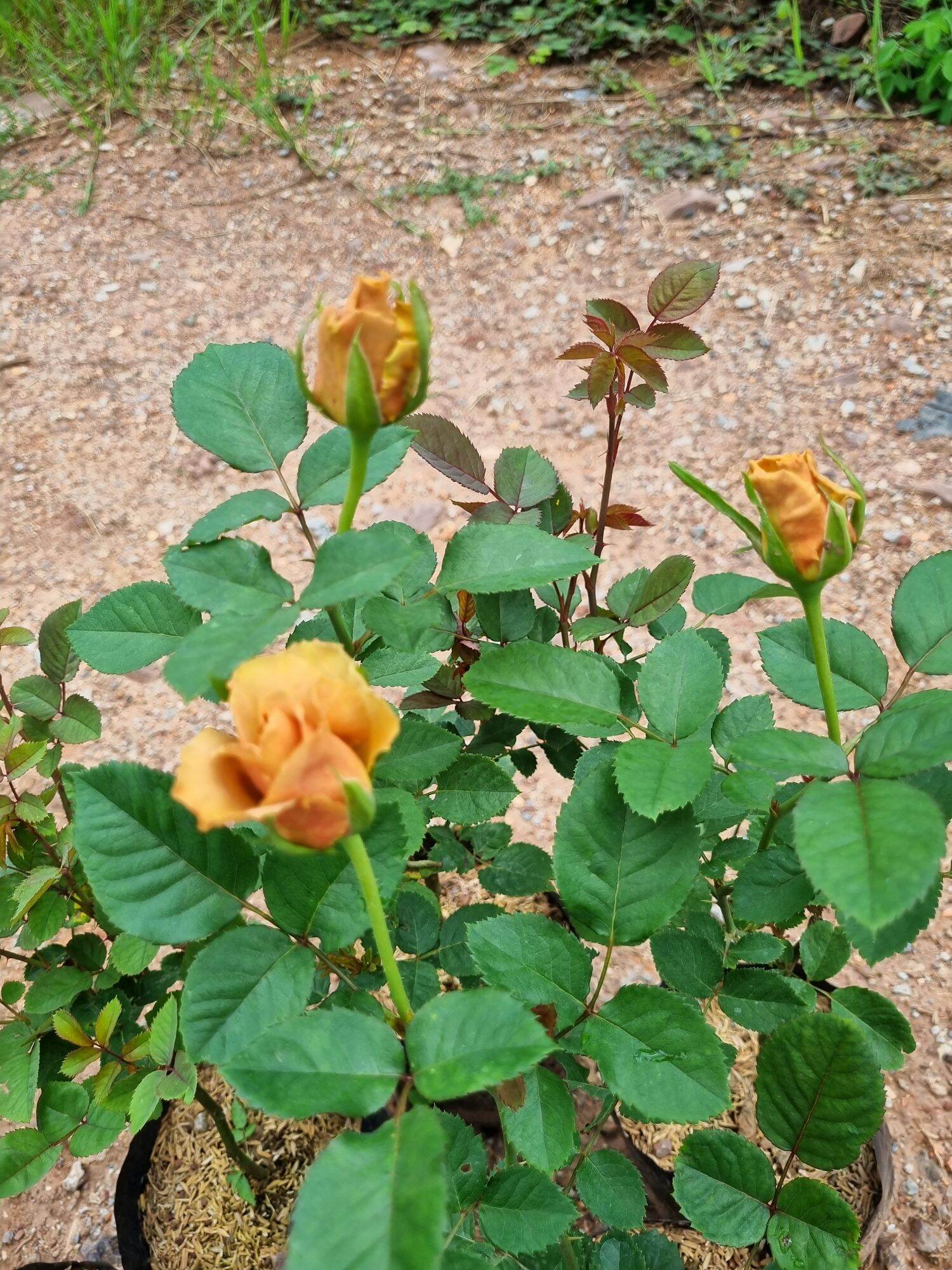 Toffee Roses Tree กุหลาบ Toffee Rose ทอฟฟี่โรส ดอกสีน้ำตาลเข้ม - 1234.lanna - ThaiPick