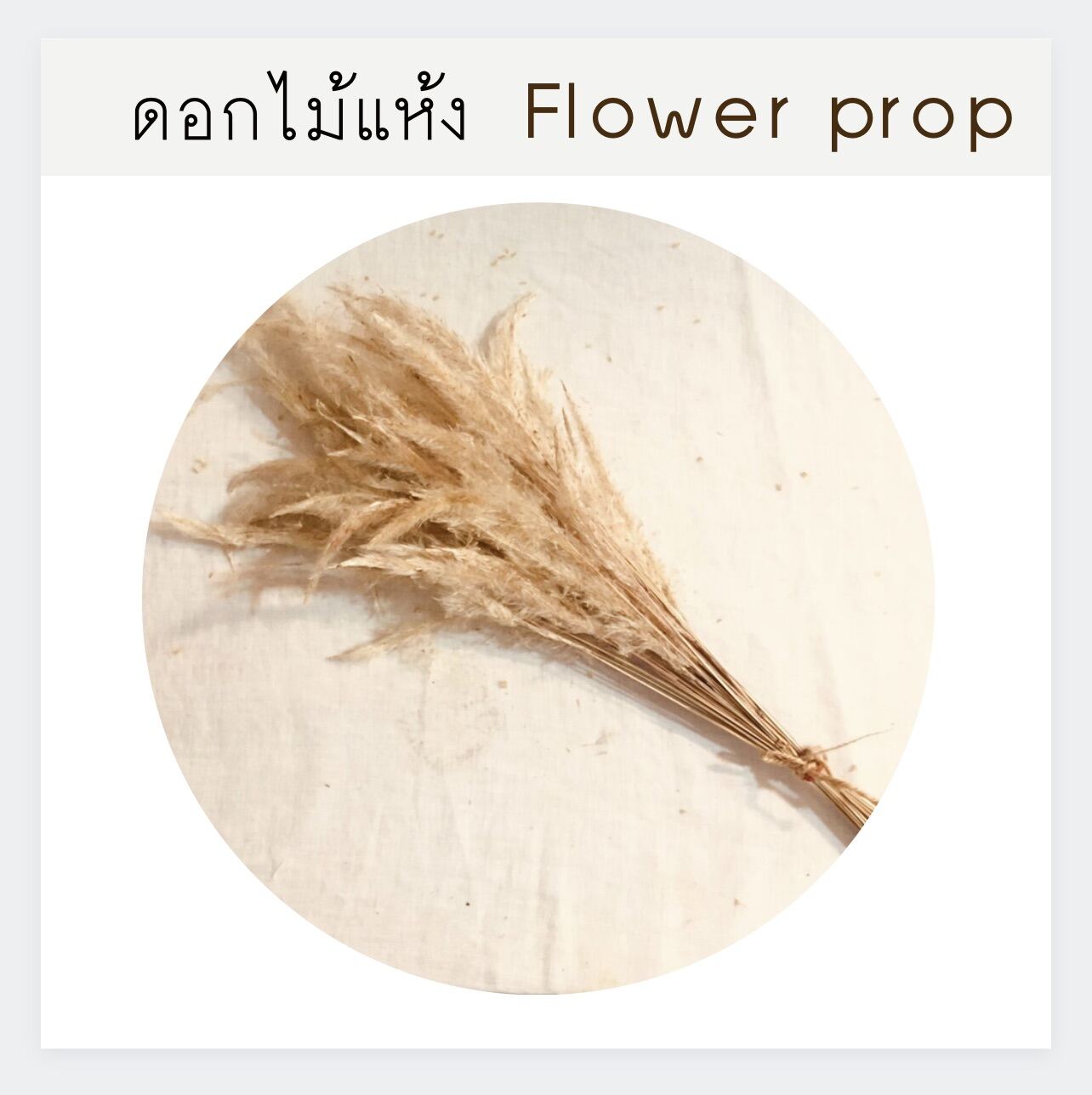 ดอกไม้แห้ง หายาก ช่อละ 35 ฿ พร้อมส่ง มีจำนวนจำกัด