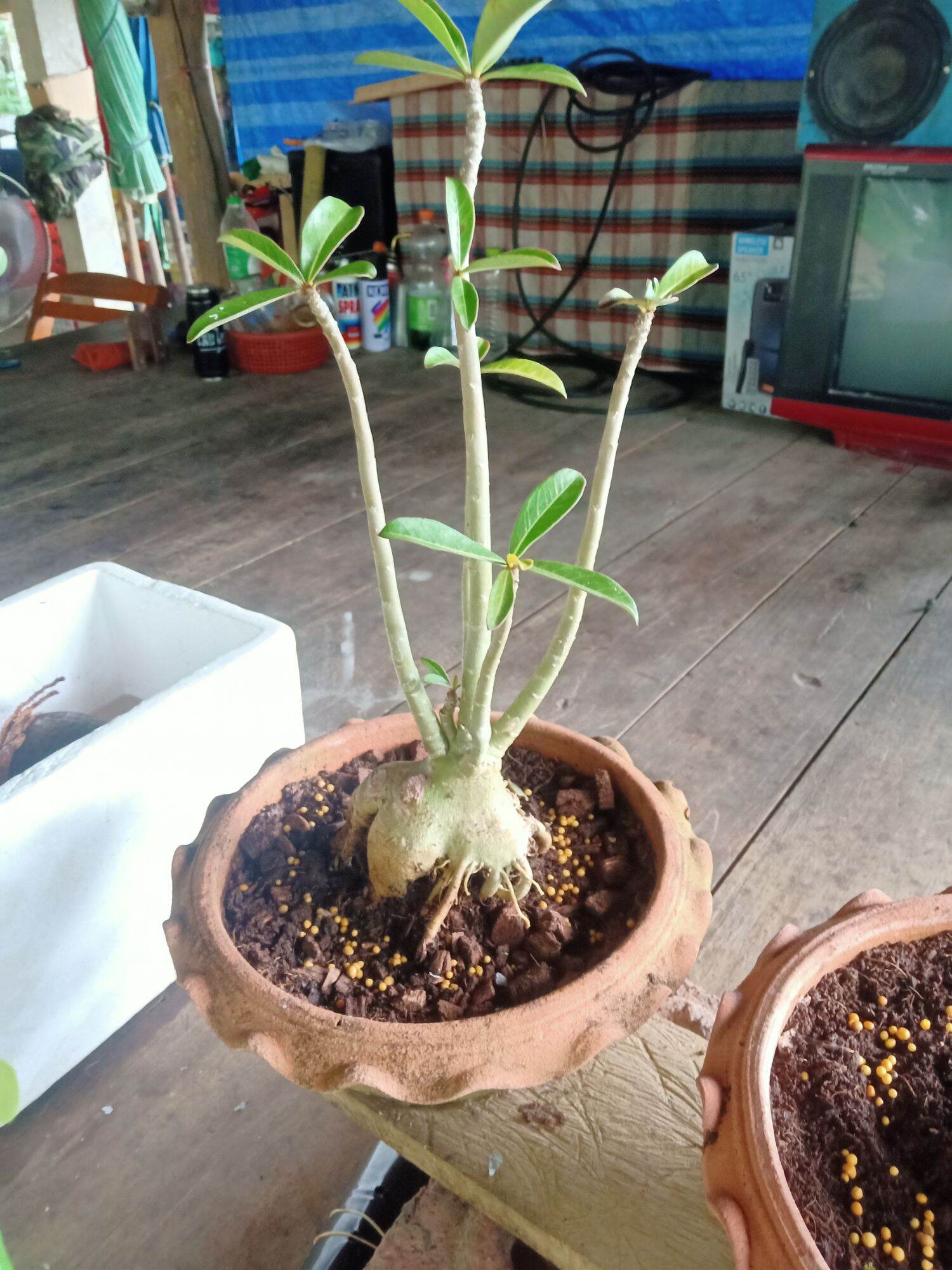 ชวนชม