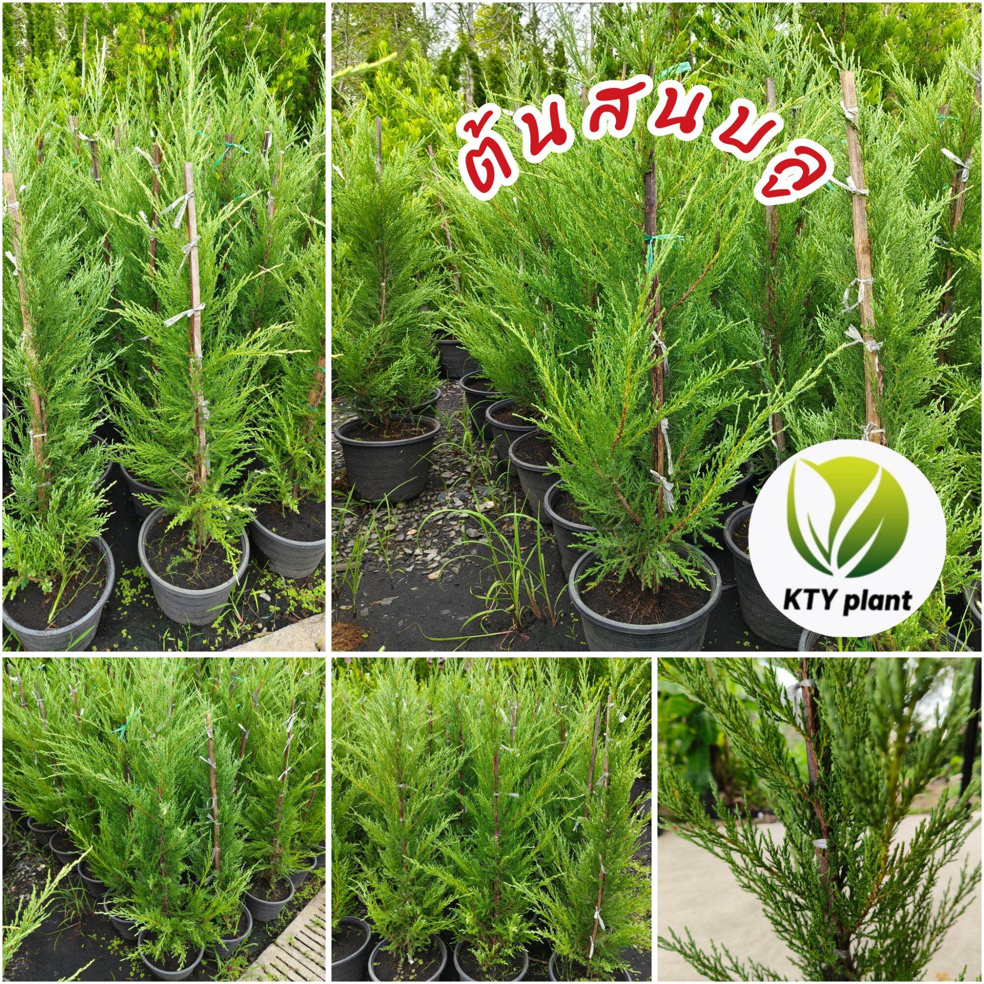 Blue Pine Tree, Height 100 Cm. Pine Blue, Pine Tree ราคา 259 บาท*ส่งฟรี