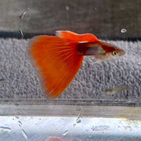 Red Tuxedo Delta Guppy Food ราคา 32 บาท*ส่งฟรี