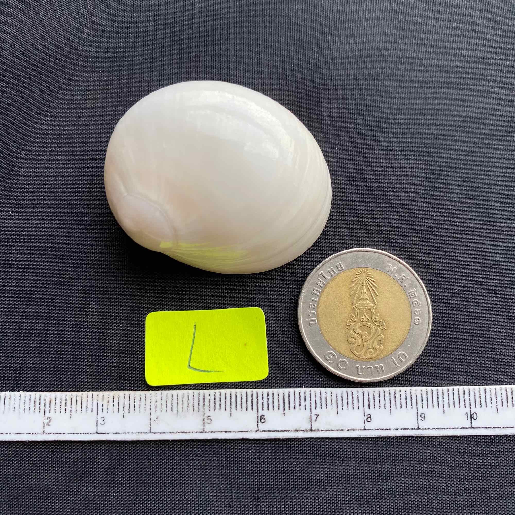 หอยทากทะเลแบนสีขาว white jade flat sea snail shell | Lazada.co.th