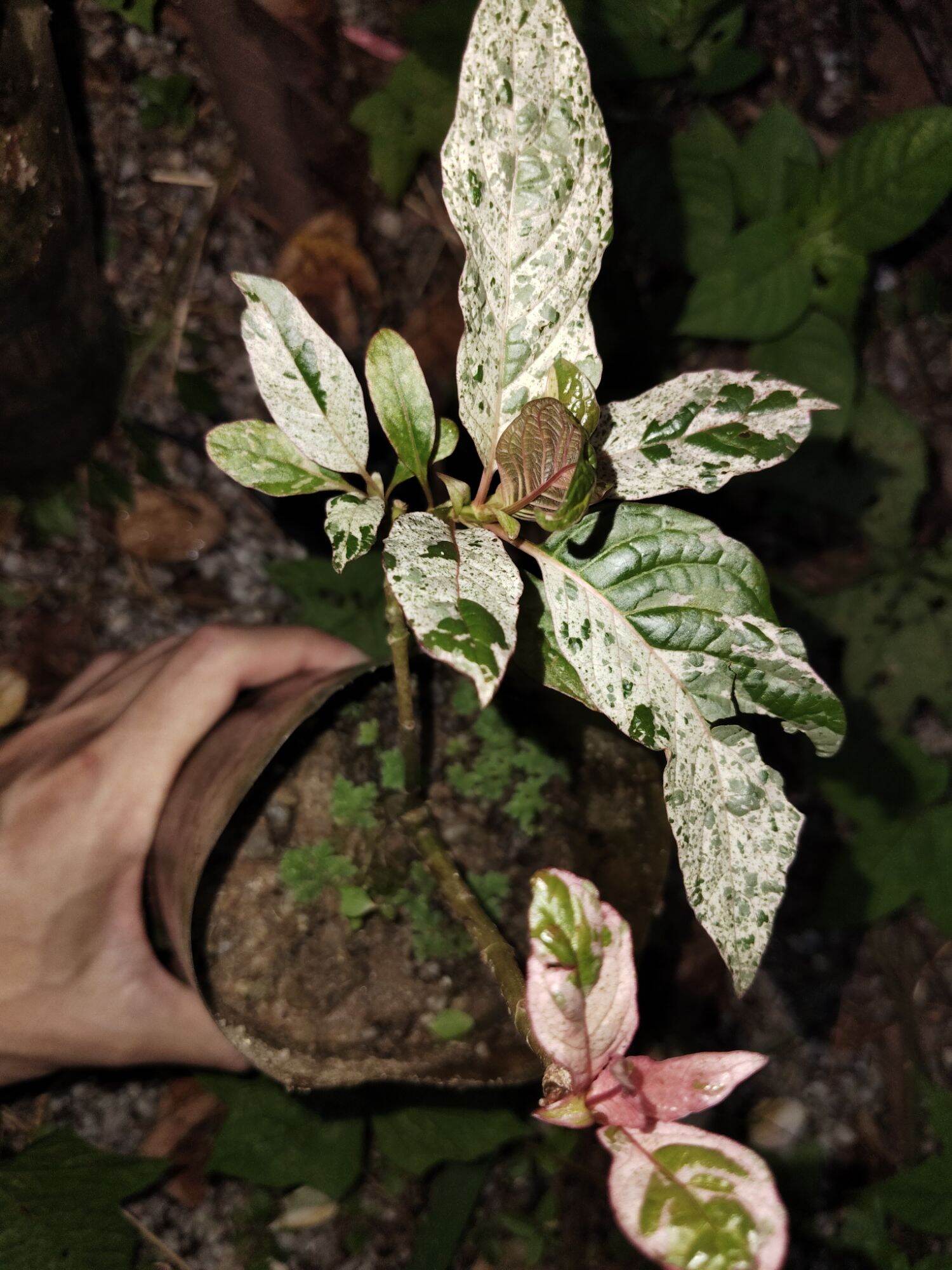 กระท่อมก้านแดงด่างลายหินออน ราคา 1,500 บาท*ส่งฟรี