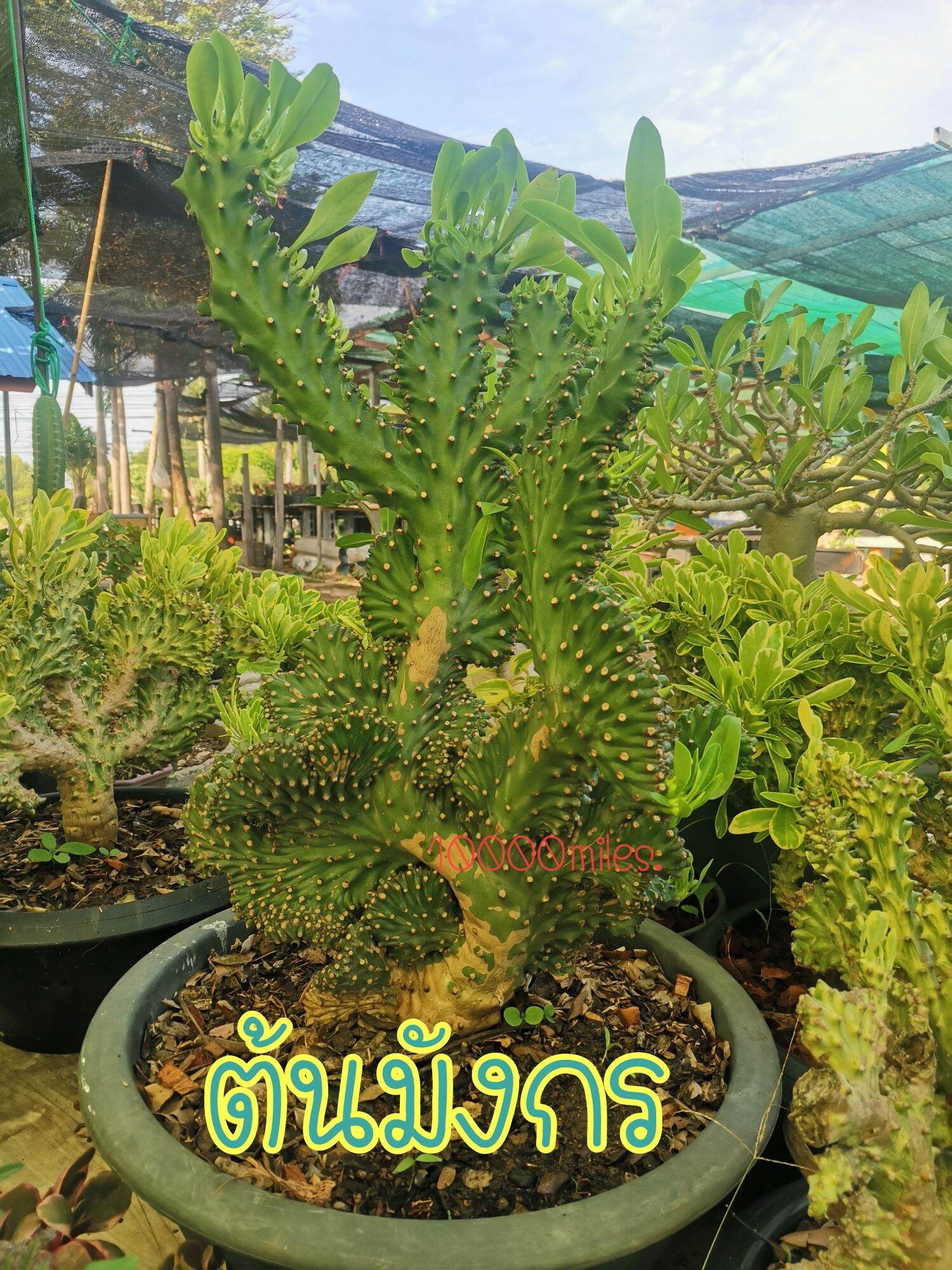 ต้นสับปะรด 100 หัวหรือต้นฤาษีพันตา ต้นไม้แปลกต้นไม้หายาก ต้นไม้มงคล(ส่งถอดกระถาง)*ต้นที่จัดส่งอยู่รูปสุดท้ายค่ะ | Lazada.co.th ต้นสับปะรด 100 หัวหรือต้นฤาษีพันตา ต้นไม้แปลกต้นไม้หายาก ต้นไม้มงคล(ส่งถอดกระถาง)*ต้นที่จัดส่งอยู่รูปสุดท้ายค่ะ | Lazada.Co.Th