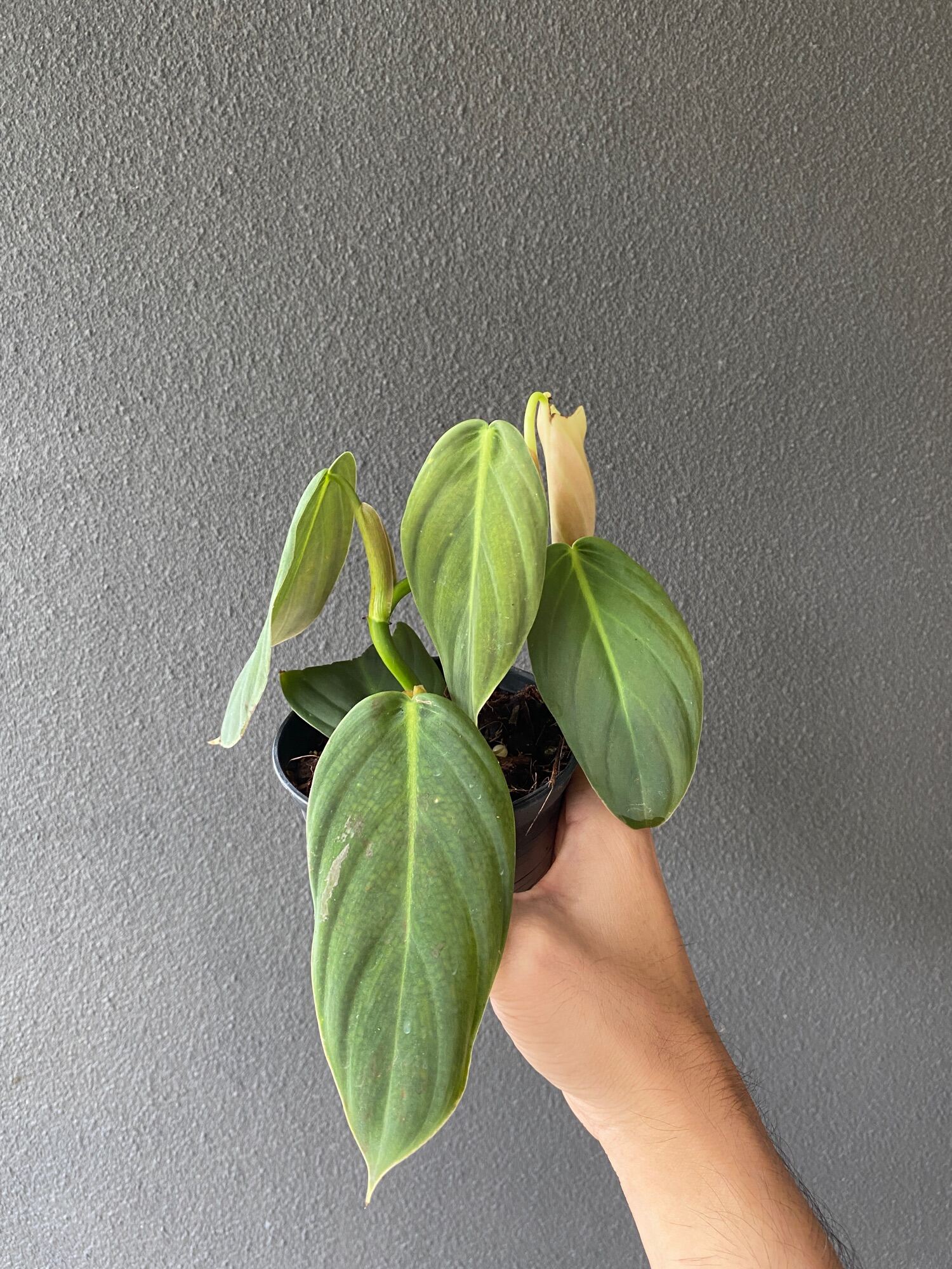 Philodendron Gigas​