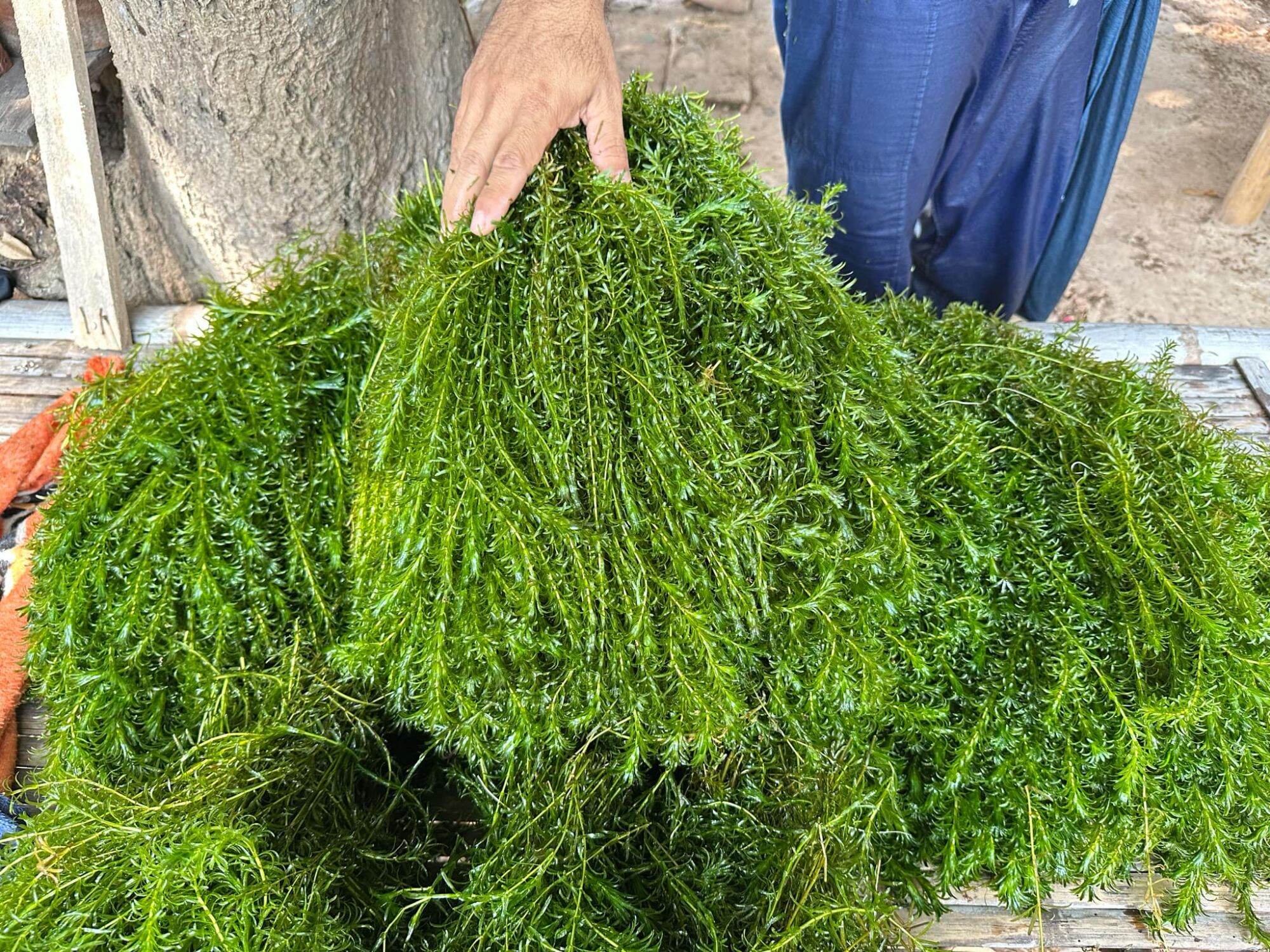 Squirrel Tail Seaweed 1 Kilogram 149 Baht ราคา 149 บาท*ส่งฟรี