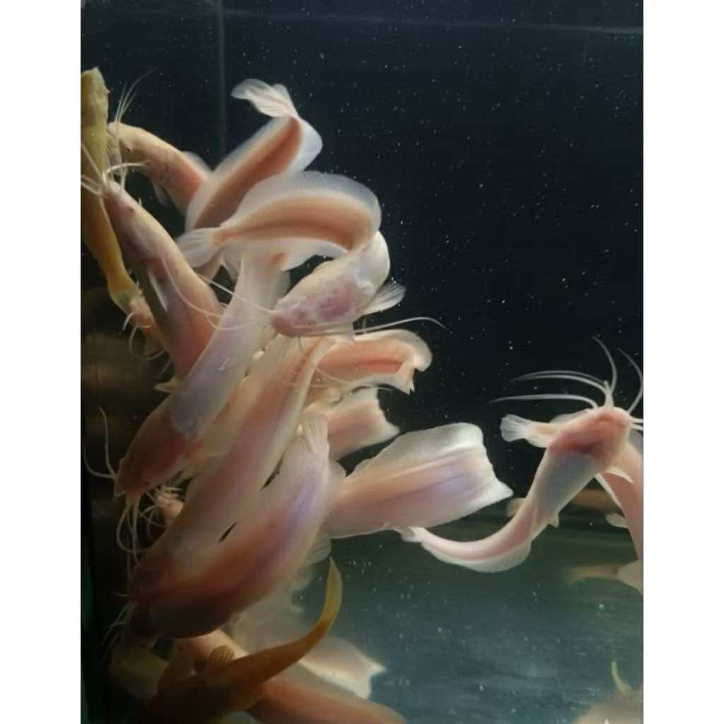 Decorative Accessories for Fish Tank, Suction Cups, Set of 3 Units, Strong and Beautiful (Special Offer 3 Get 1 Free), Helps Add Beauty, Enhance the Decoration of the Fish Tank, Making It Look More Charming and Natural. ราคา 144 บาท*ส่งฟรี