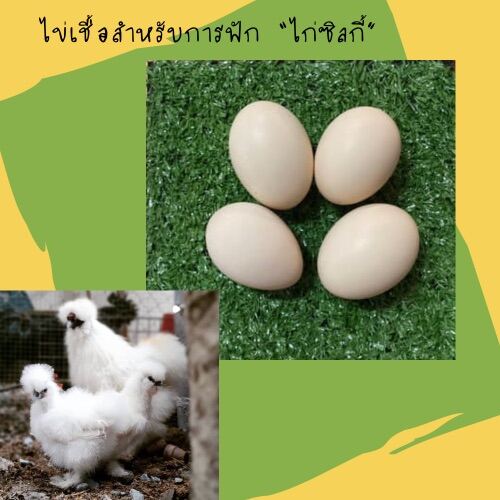 ไข่ไก่ซิลกี้ ใช้เป็นไข่เชื้อสำหรับการฟัก (เก็บสดทุกวัน) 4ใบ/แพค