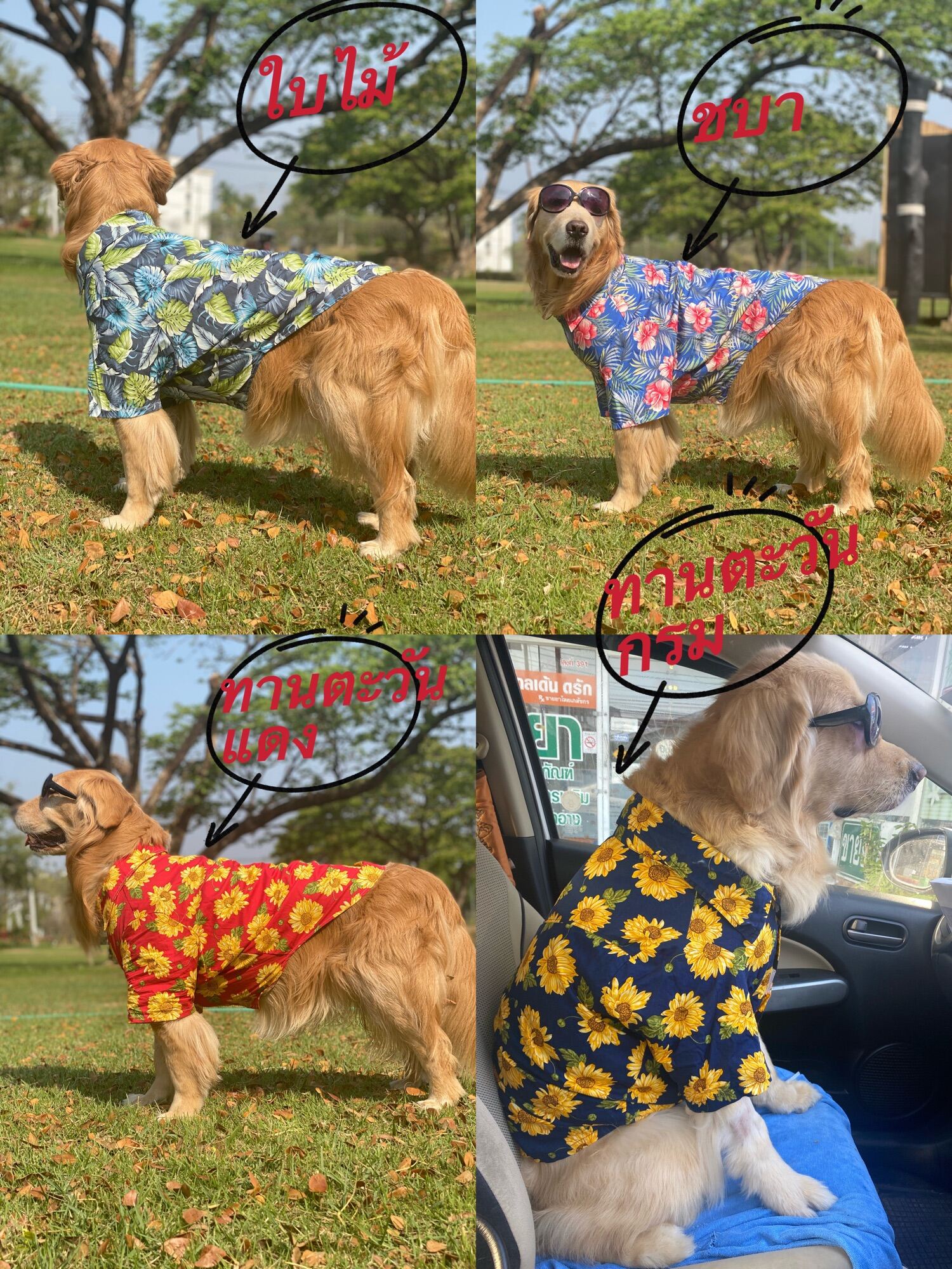 **พร้อมส่ง **เสื้อเชิ้ต OVER SIZE!! น้องหมาหนัก 15กก.ขึ้นไป ผ้าคอตตอน100 เสื้อสุนัข เสื้อหมา เสื้อหมาใหญ่ ใส่เที่ยวทะเล สงกรานต์ ลายดอกไม้ ราคา 299 บาท*ส่งฟรี