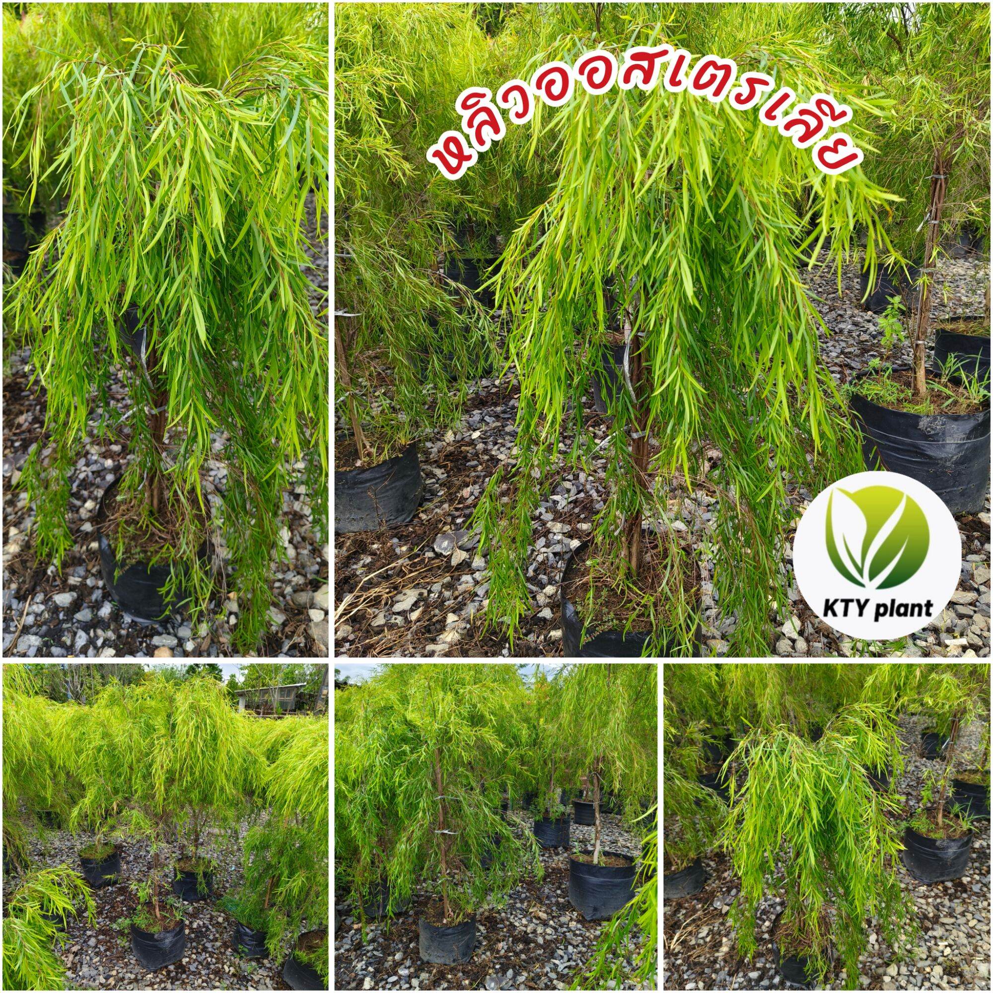 Australian Willow Tree, 80-100 cm Tall. Willow Tree ราคา 280 บาท*ส่งฟรี