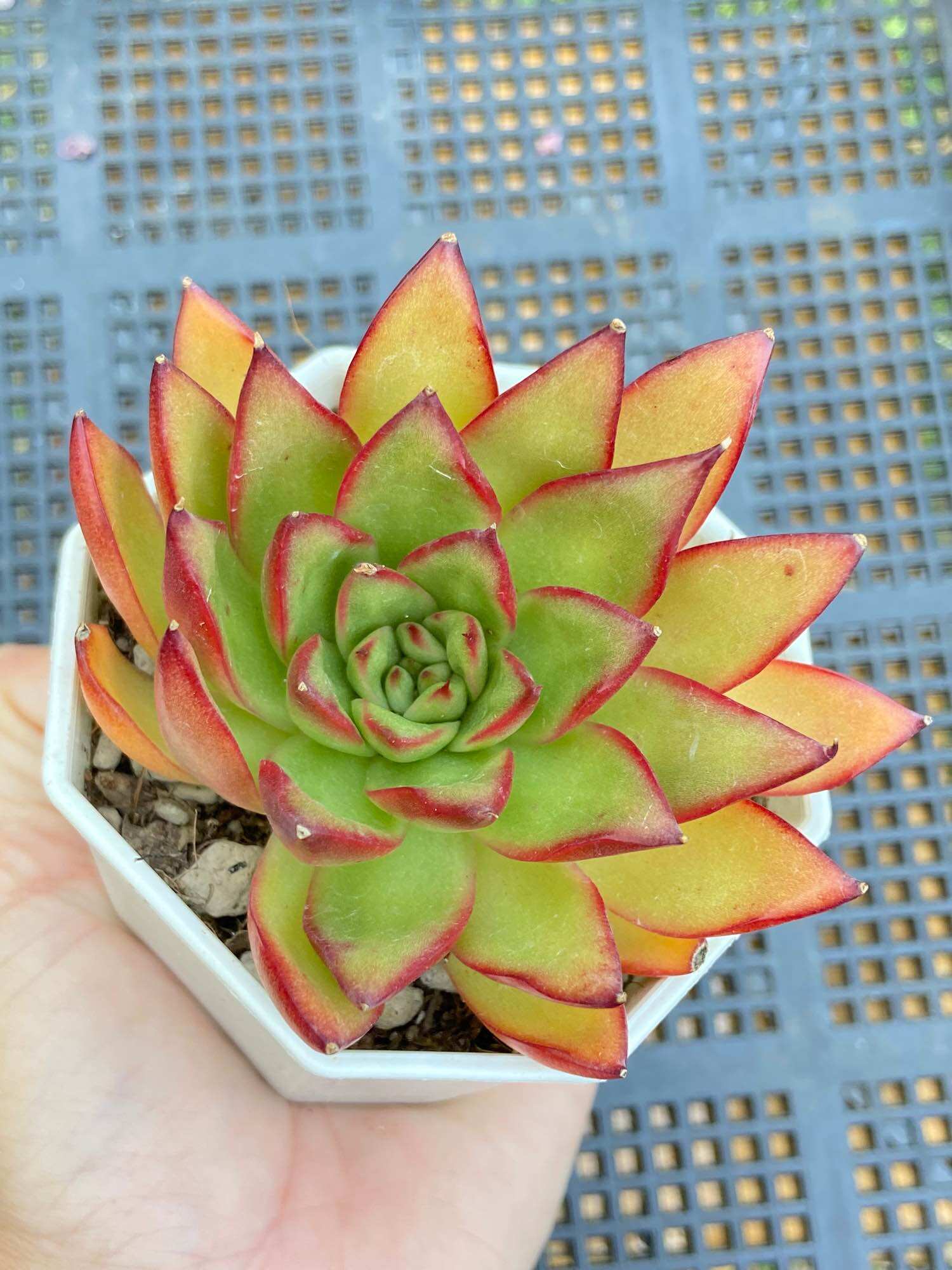 กุหลาบหินไม้อวบน้ำ snow bunny ไม้สีขาว ขนาดกระถาง 2.5” | Lazada.co.th