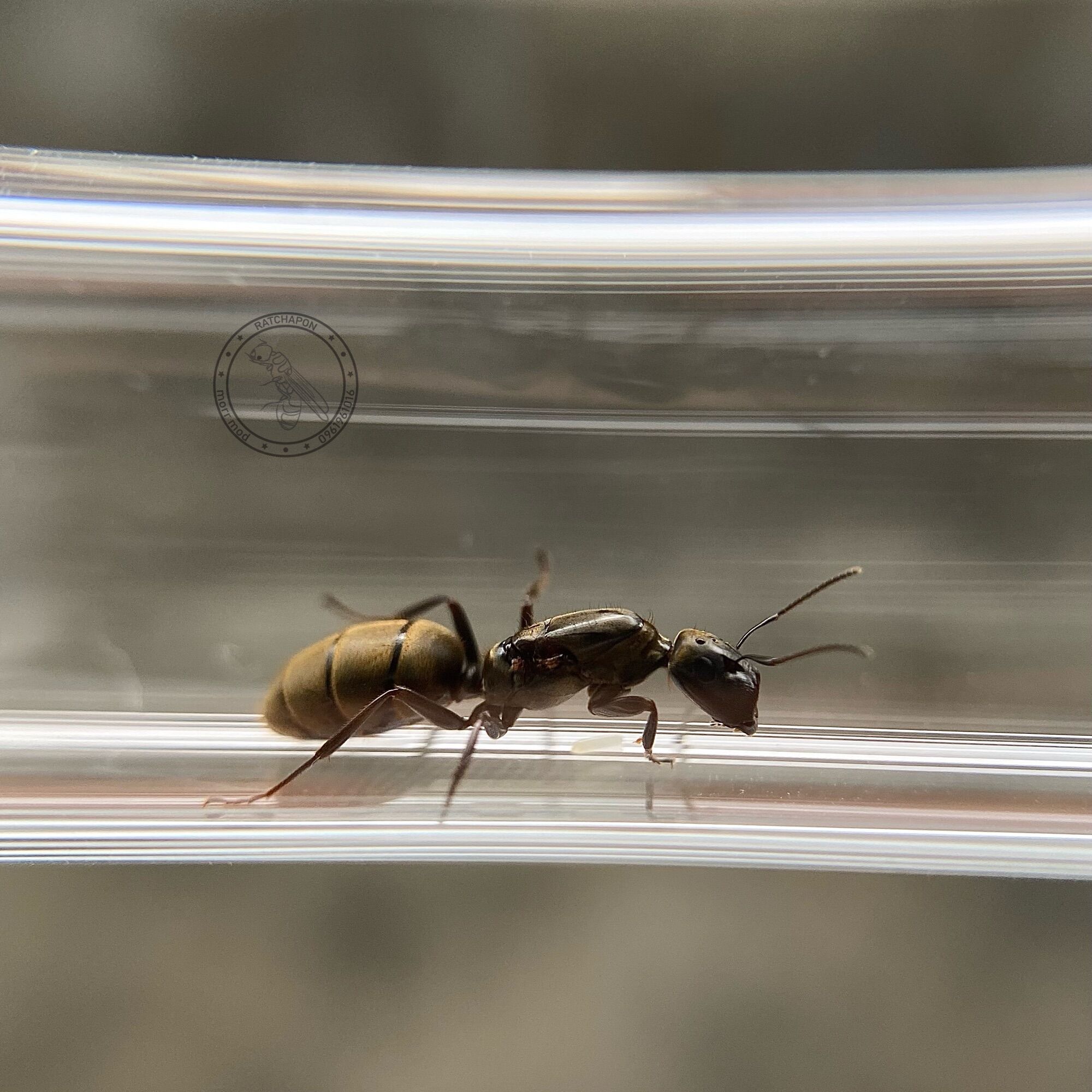 หลอดทดลอง มดนางพญา นางพญามด มดตะลานหัวตัดขนทอง Colobopsis leonardi
