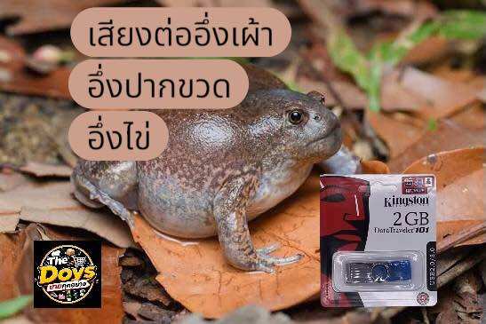 Sounds of Omelets, Bottle-Shaped Omelets, Egg-Shaped Omelets, Calling for a Partner, with a Flash Drive That Plays for 24 Hours. ราคา 120 บาท*ส่งฟรี