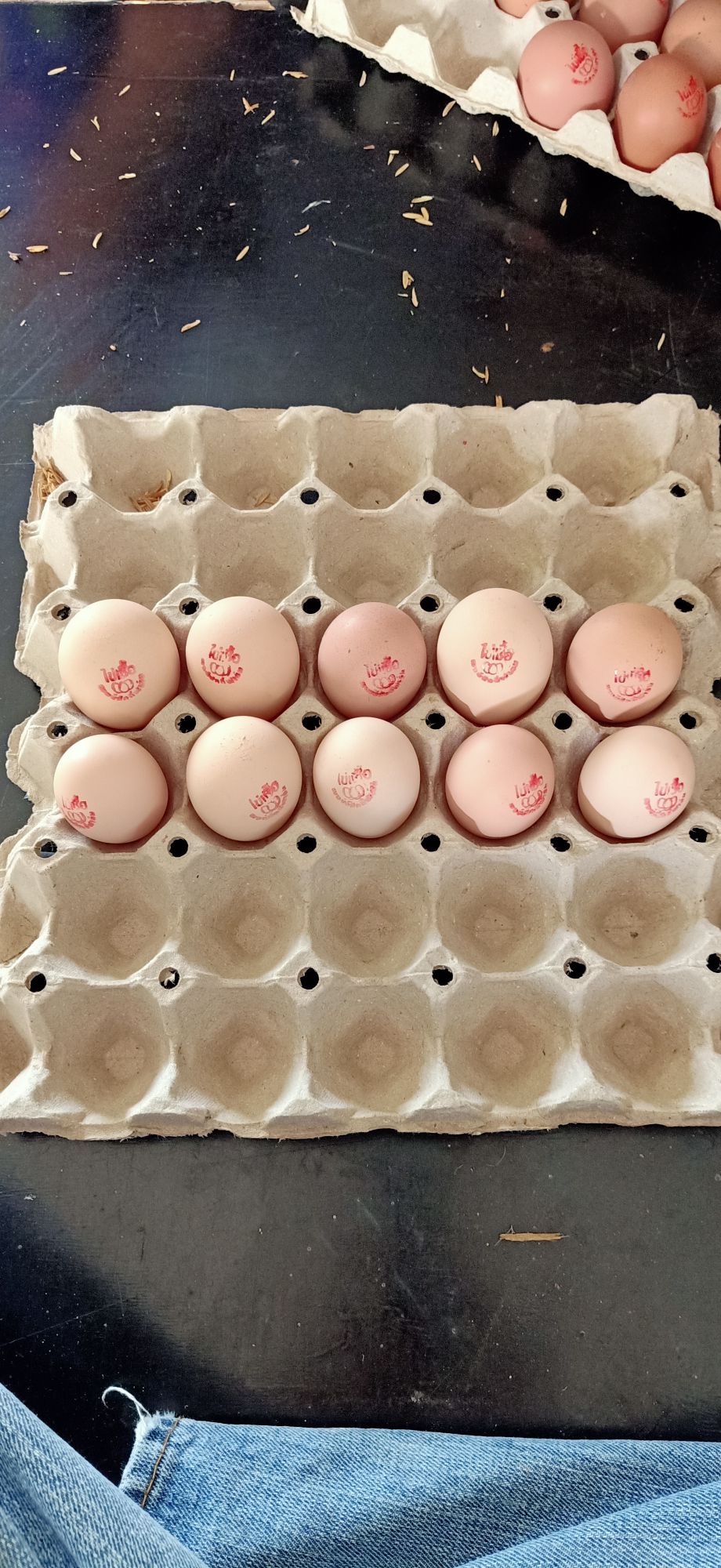 ไข่เชื้อไก่พันธุ์ไข่สำหรับนำไปฟัก