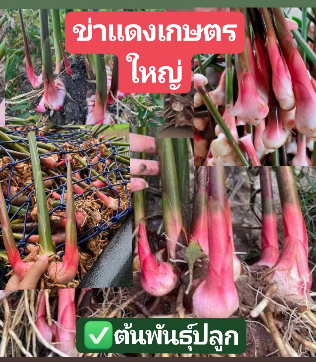 ข่าแดงเกษตรใหญ่ 2 kg. ต้นพันธุ์ ปลูกได้จำนวน 8-10 หลุม | Lazada.co.th