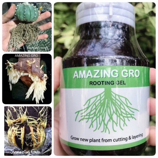 Amazing Gro เจลเร่งราก สูตรเข้มข้น น้ำยาเร่งราก Rooting gel เร่งราก กิ่งตอนกิ่งปักชำ แคตตัส ไม้ดอก ไม้ประดับ ไม่ด่าง