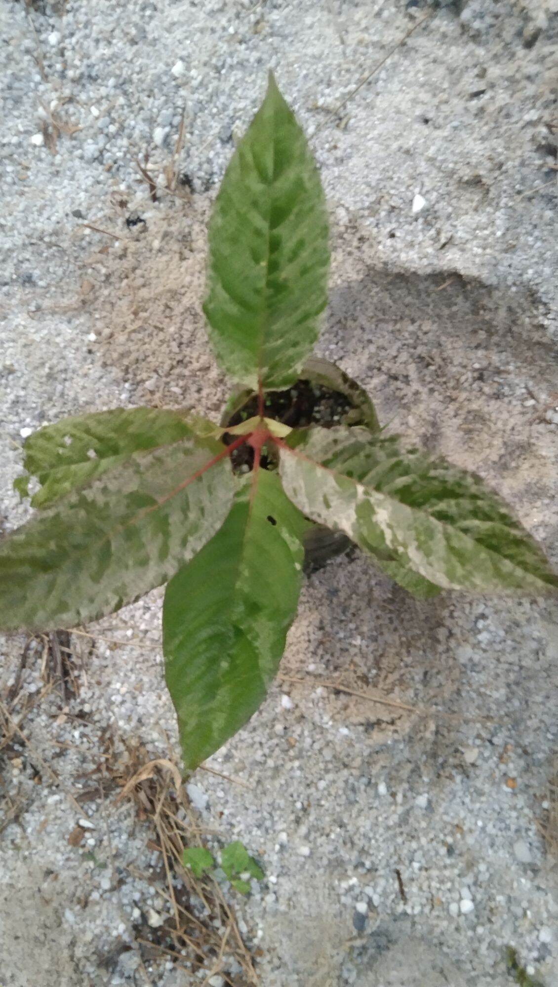 กระท่อมด่างลายหินอ่อน ราคา 1,500 บาท*ส่งฟรี