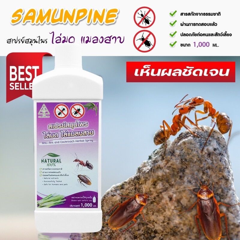 SAMUNPINE สเปรย์สมุนไพรไล่มด แมลงสาบ ปลอดภัย ไร้สารเคมี ขนาด 1,000 ml. (รีฟิวแบบเติมสุดคุ้ม) ราคา 399 บาท*ส่งฟรี