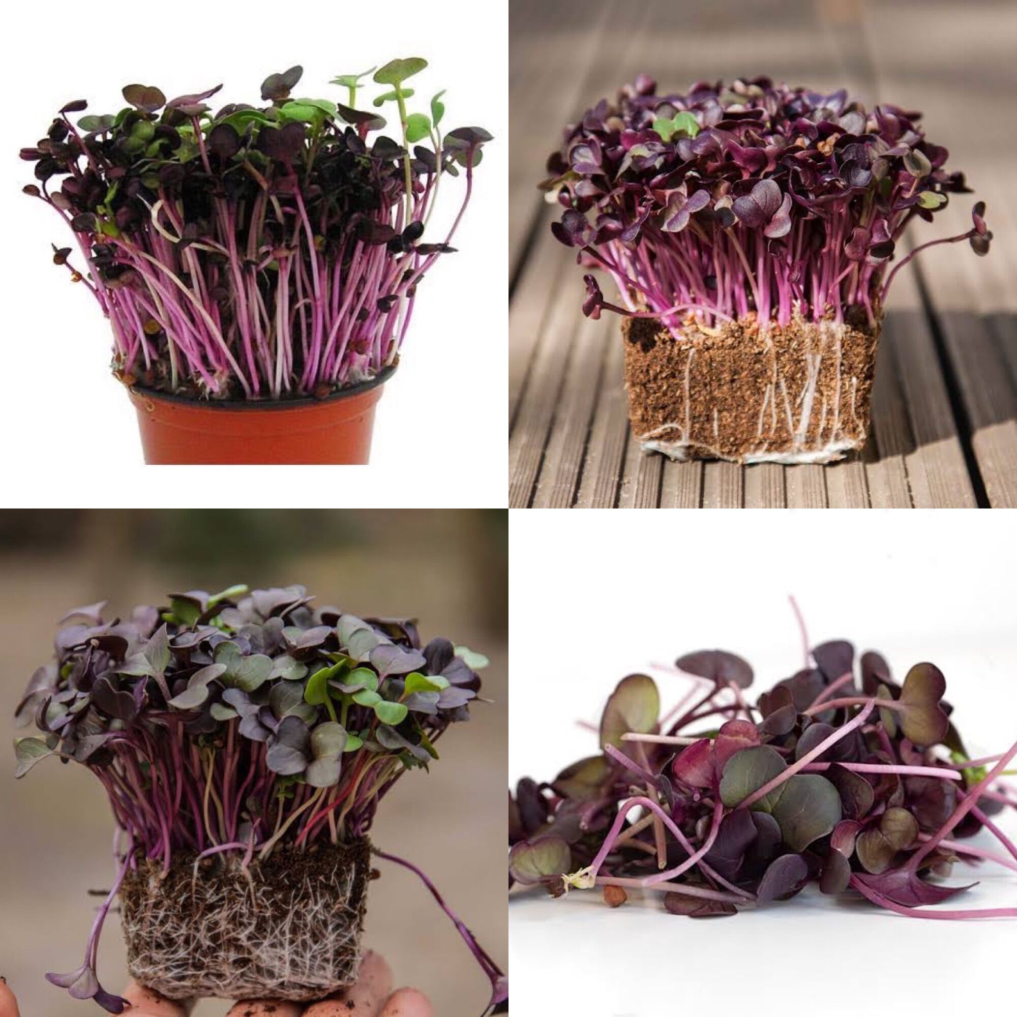 เมล็ดพันธุ์ ไมโครกรีน Red Radish Microgreen บรรจุ 1000 เมล็ด | Lazada.co.th