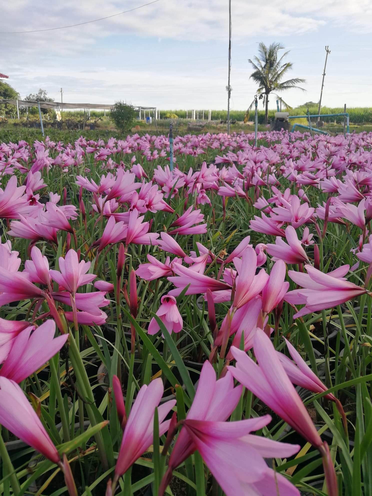 บัวดินจัมโบ้(สีบานเย็นดอกใหญ่ประมาณฝ่ามือ หัวขนาดพร้อมออกดอก)
