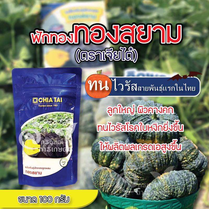 ฟักทอง ทองสยาม สุดยอดฟักทองทนไวรัส เจียไต๋ 100กรัม ฟักทองเจียไต๋ เมล็ดพันธุ์ฟักทอง ราคา 1,150 บาท*ส่งฟรี