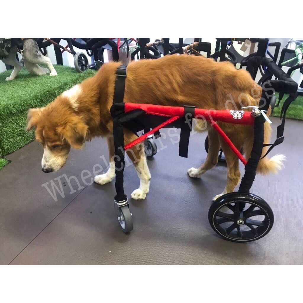 วีลแชร์สุนัข พิการขาหลัง ขนาดไซส์ M. สัตว์เลี้ยง รถเข็น wheelchair dog