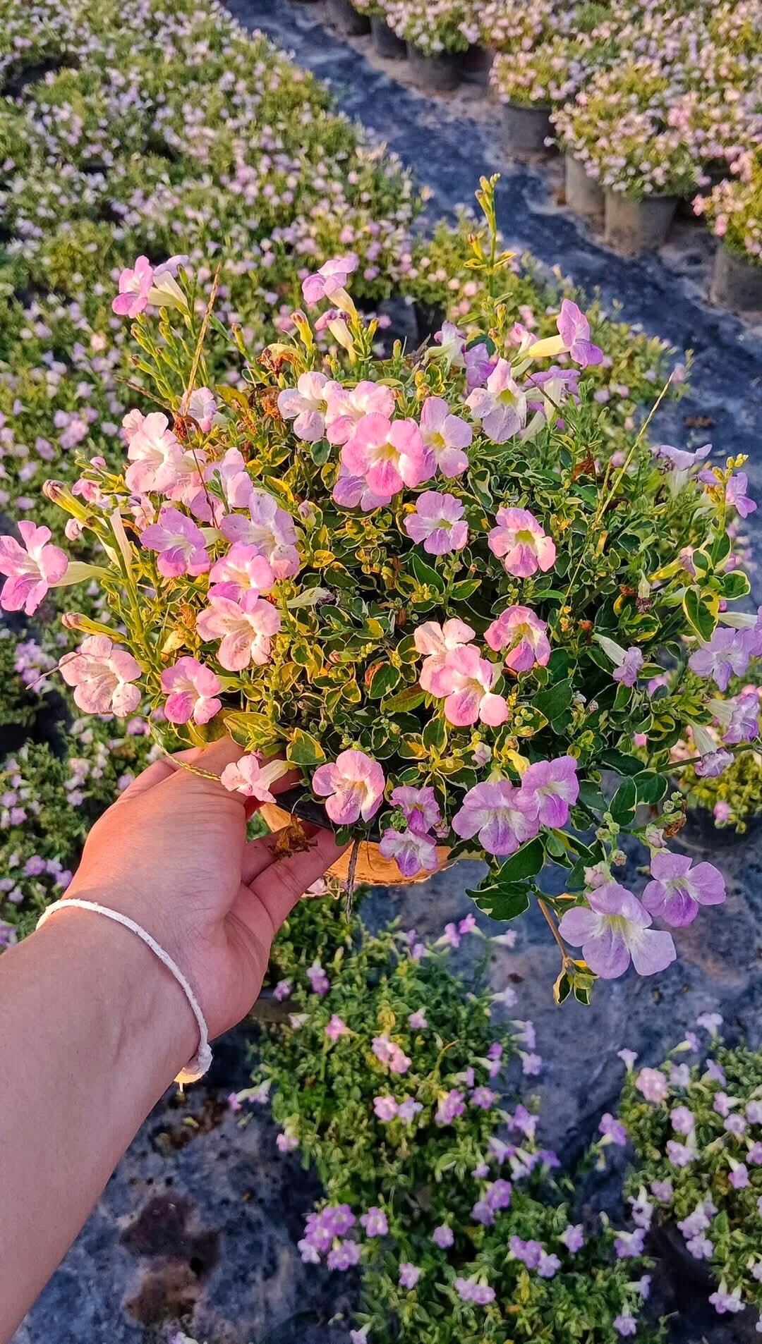 ดอกบุษบาฮาวาย ด่าง1 ต้นถุงดำปักชำ ไม้ประดับ ดอกสวย ราคา  6 บาท*ส่งฟรี