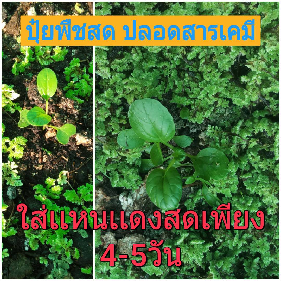 เเหนเเดง - Phatfarm - Thaipick