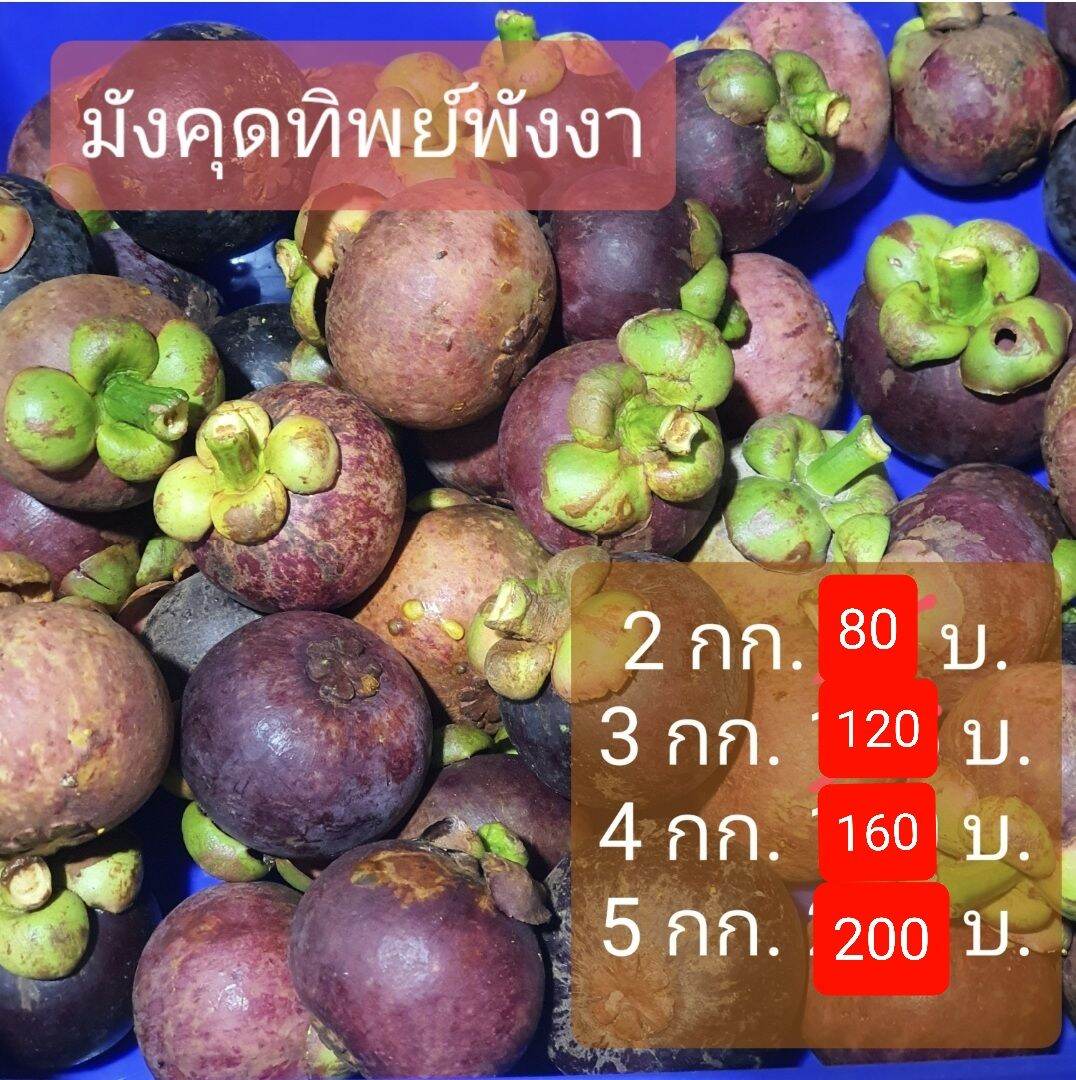 มังคุดทิพย์ ออแกนิก ปลอดสารเคมี สดๆ จากสวน บ้านรมณีย์ อ. กะปง จ. พังงา ขายเป็นกิโลกรัมละ