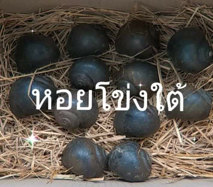 พันธุ์หอยโข่งใต้