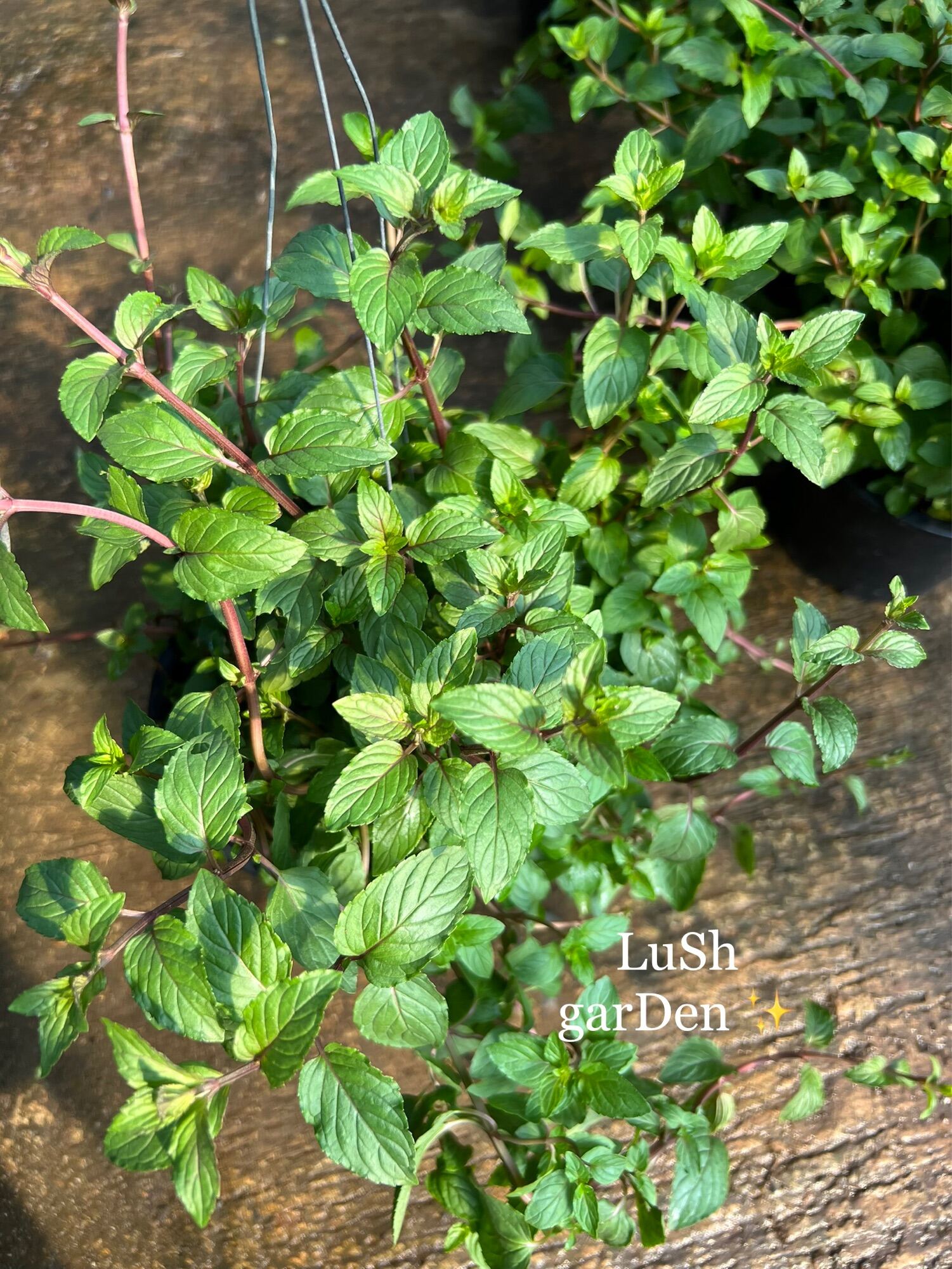 ต้นมิ้นท์ดำ Black mint chocolate mint 🪴🪴 Lazada.co.th