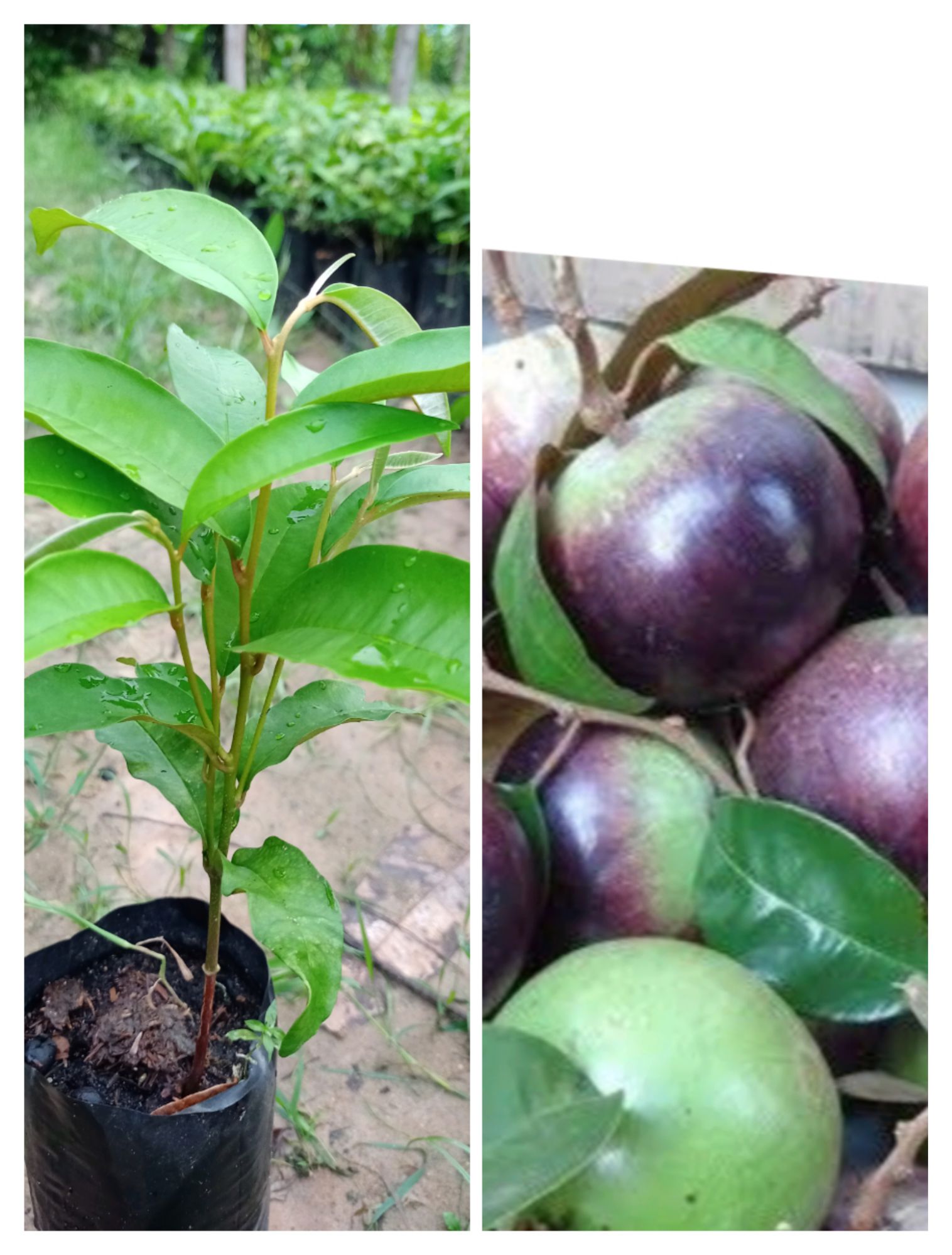 ต้นหมากยางหรือมากน้ำนมหรือแอปเปิ้ลสตาร์ ปลูกให้ร่มเงา กินผลก็อร่อย สูง  60-70ซ.ม | Lazada.Co.Th