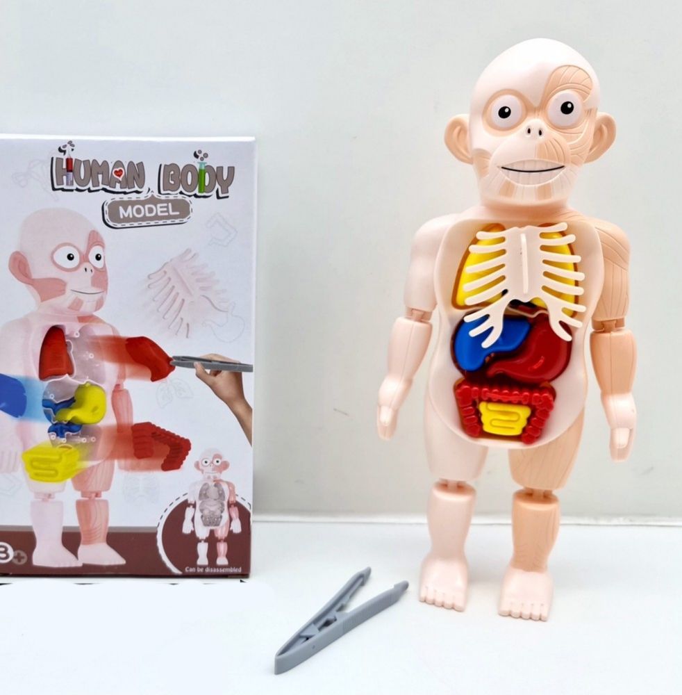 Human body Model Anatomy หุ่นจำลองมนุษย์และอวัยวะต่างๆ