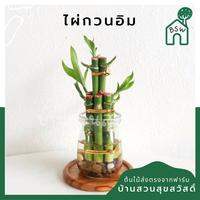 ไผ่กวนอิม 3 ชั้น