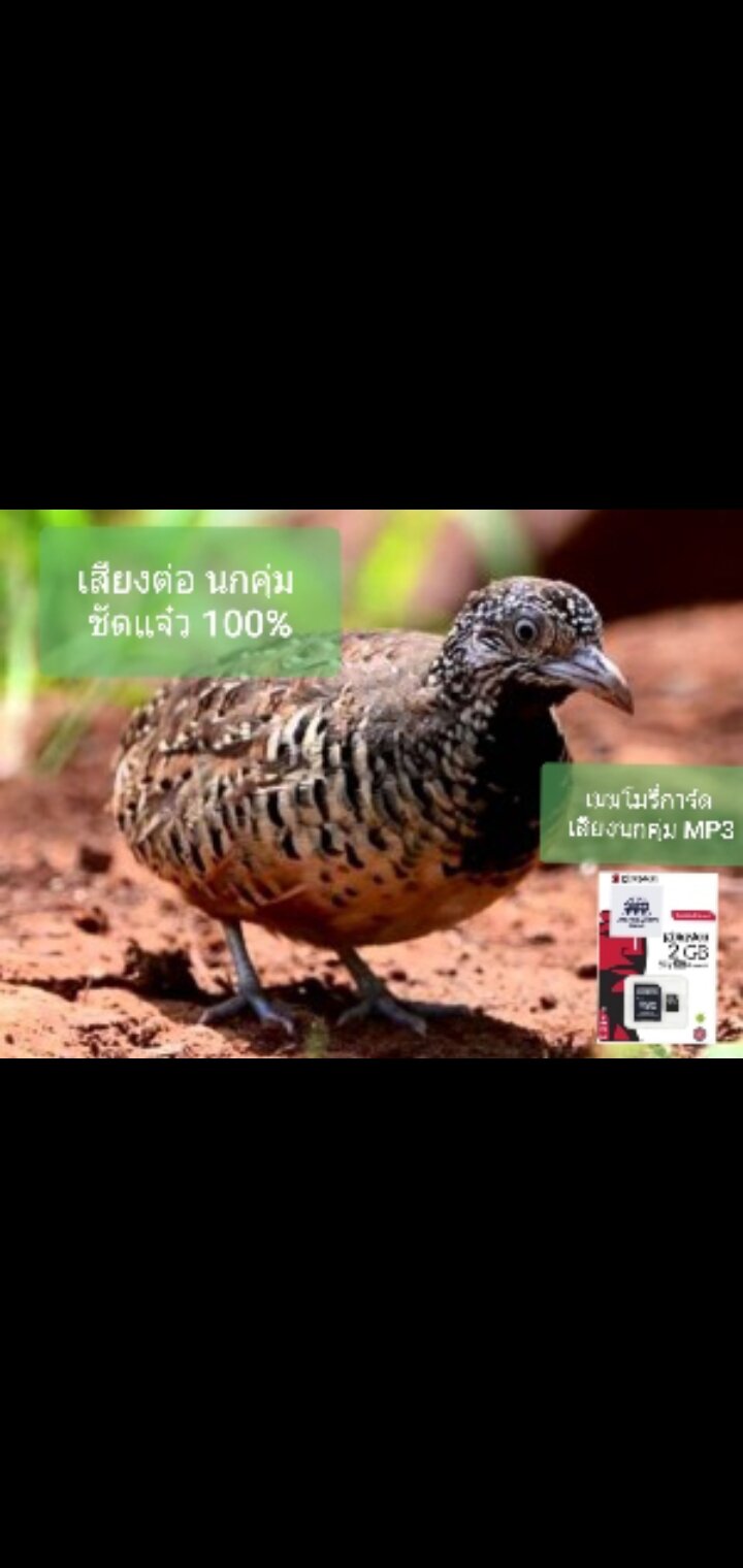 นกคุ่ม เสียงต่อนกคุ่ม เสียงนกคุ่มMP3 เมมโมรี่การ์ด MP3 ชัด 100% ราคา 125 บาท*ส่งฟรี